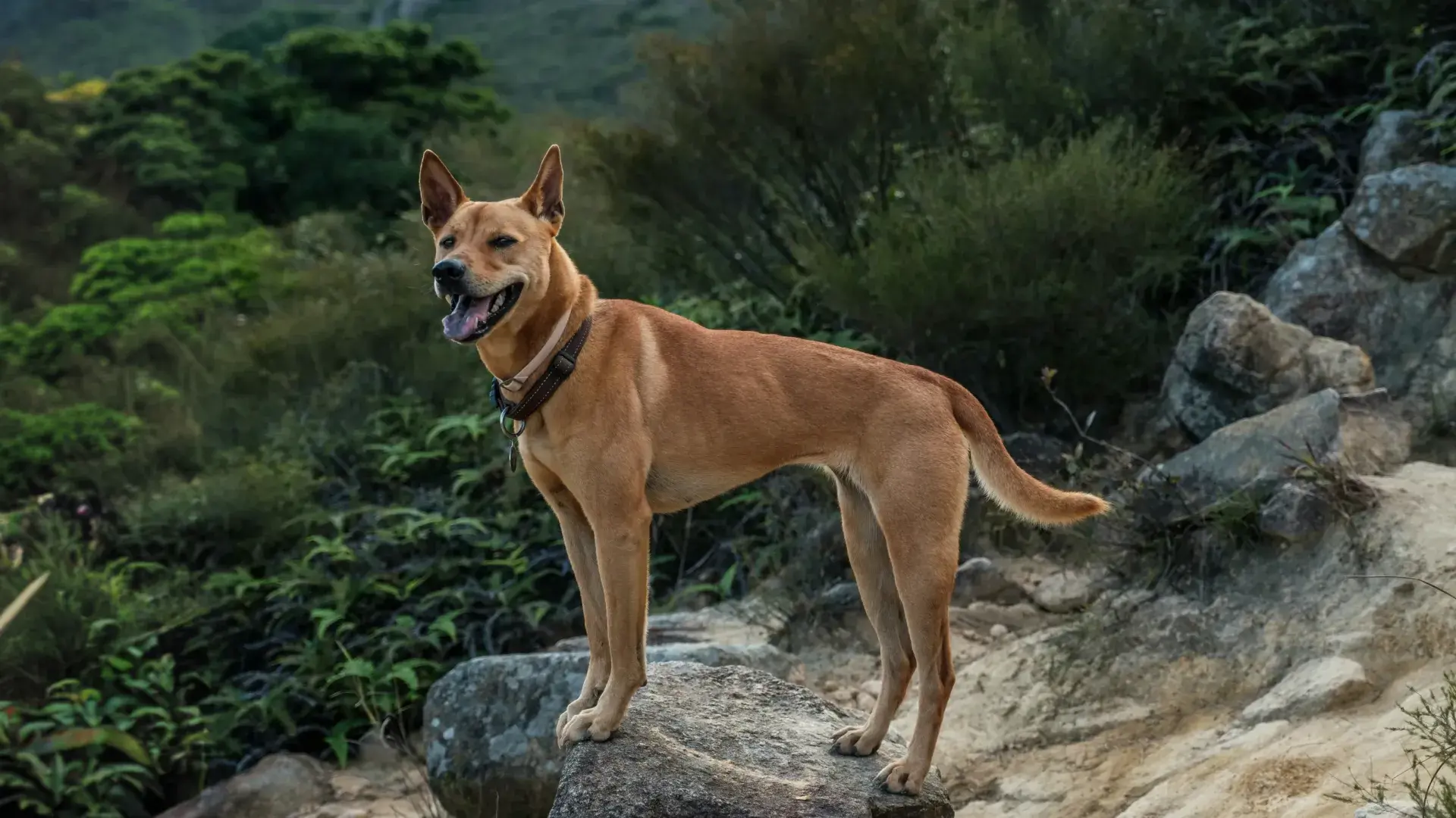 A Golden Retriever stands in a vibrant green field, looking off to the side with a calm and loyal expression. The image captures the scale and friendly temperament of big dogs.