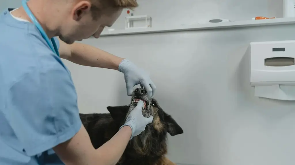 A veterinarian in blue scrubs and gloves examines a dog’s teeth by gently opening its mouth during a dental check-up.
