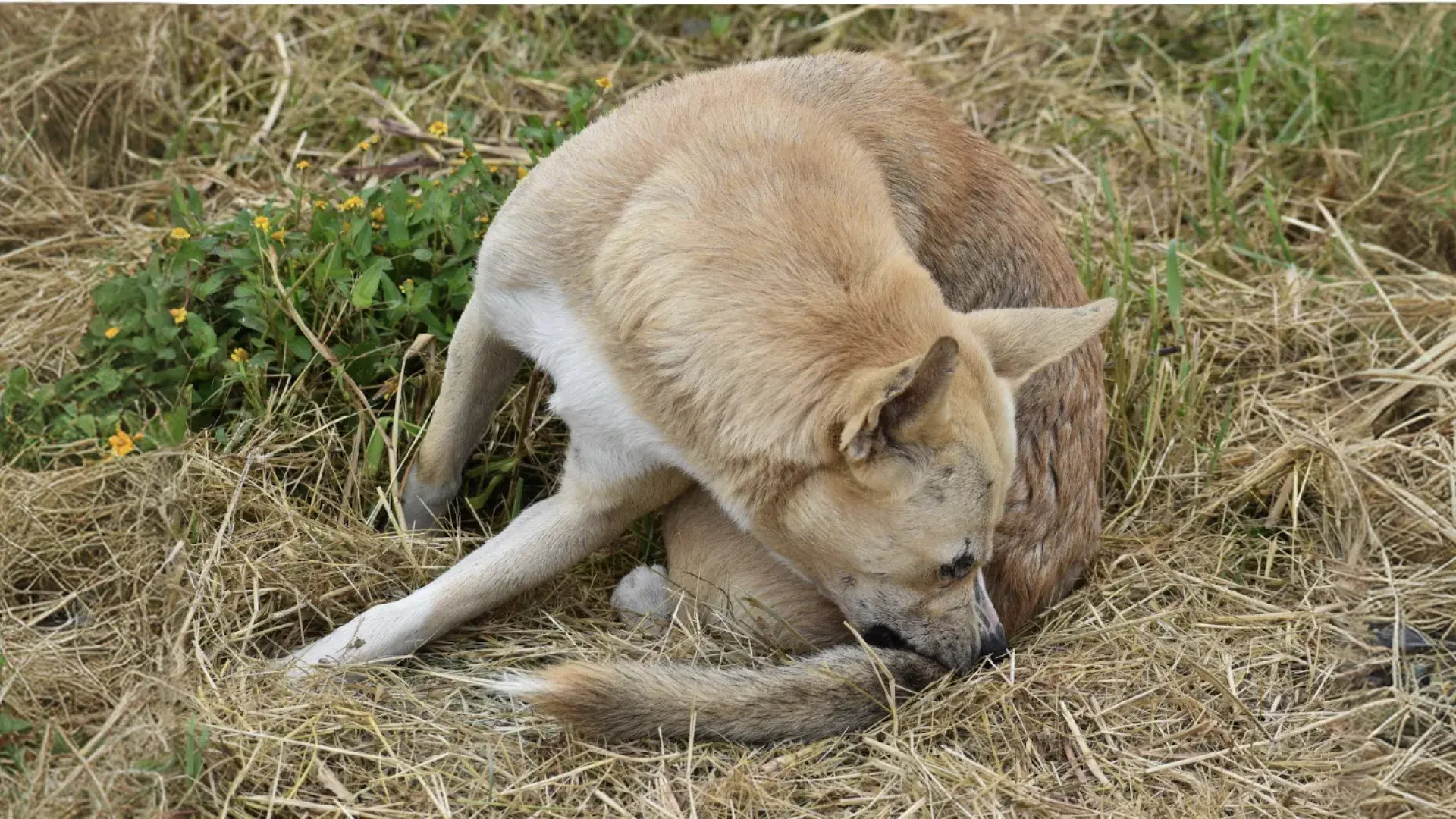 A Beagle with its tail held low or slightly tucked while standing in grass, depicting signs of submission or uncertainty in dog tail language.
