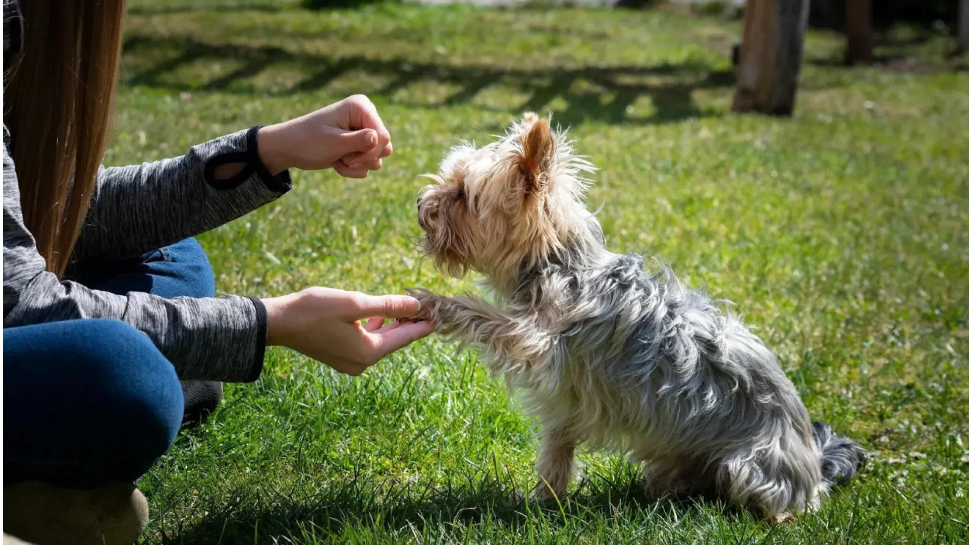 small Yorkshire Terrier sitting on green grass and placing its paw in a trainer's hand while learning the "shake" command outdoors.