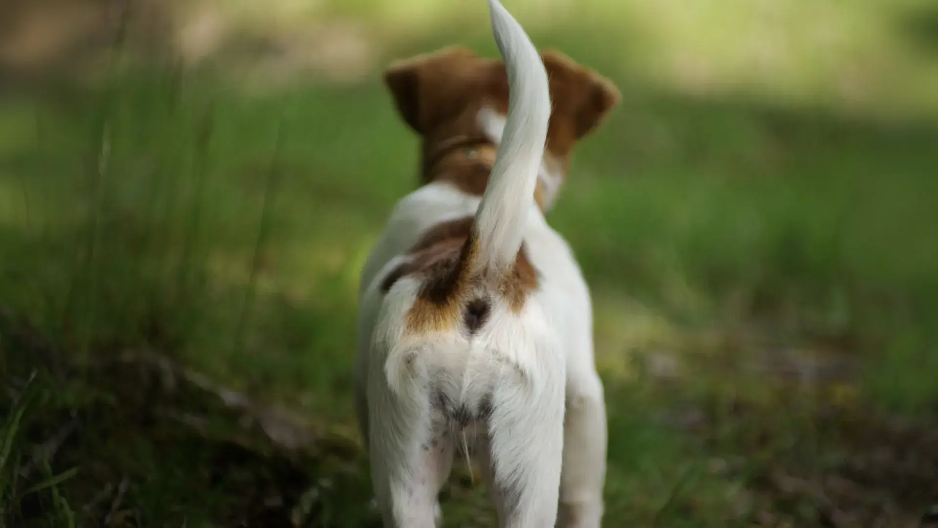 A side profile of a Beagle standing in a field with its tail held in a neutral, curved position, illustrating relaxed and confident canine communication.