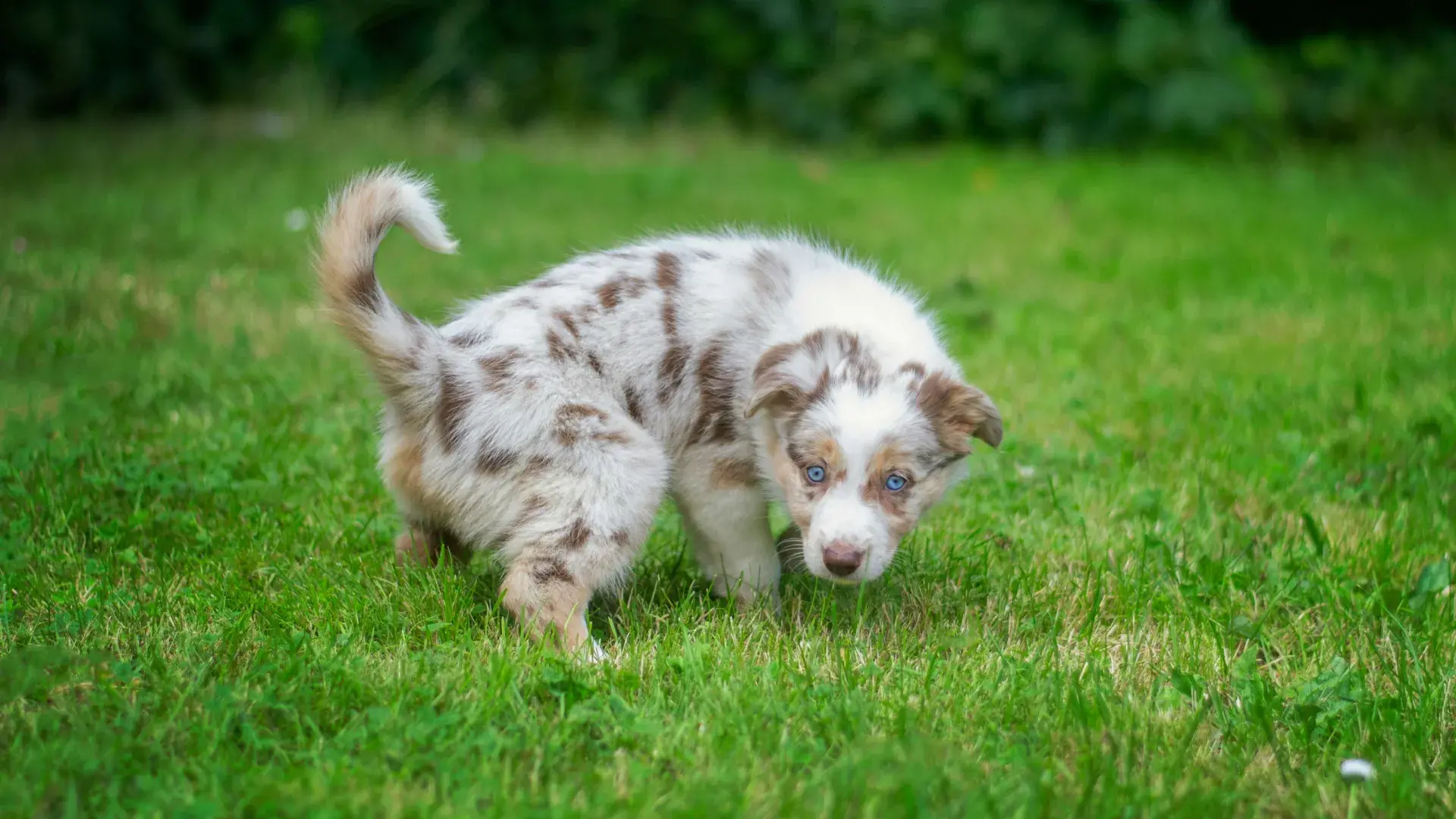 A blue-eyed Australian Shepherd puppy squatting on a lush green lawn, illustrating frequent urination or potty training habits in young dogs.