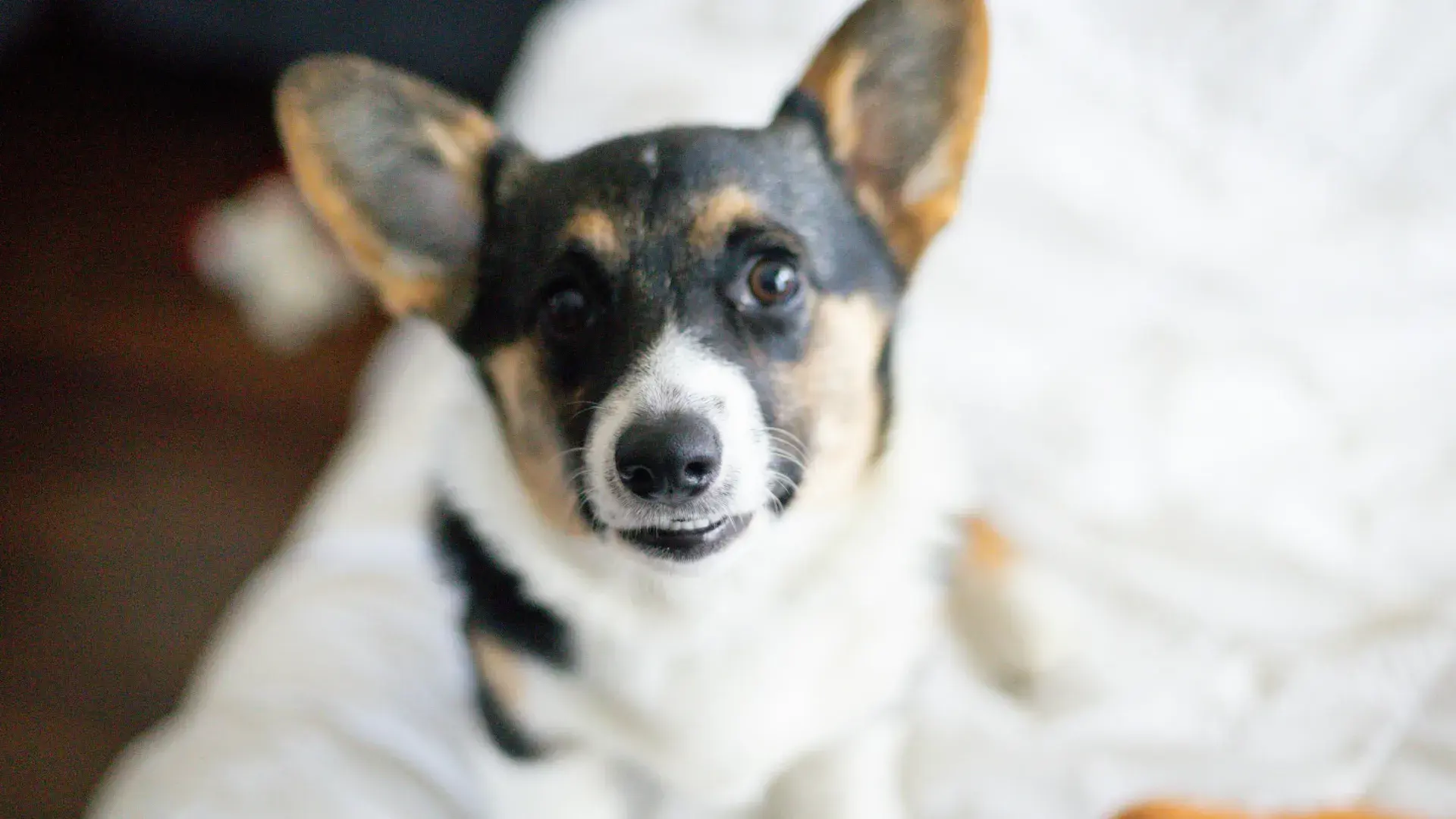 article.webp	A relaxed dog resting comfortably on a patterned rug, serving as a visual guide for a canine emotional health article.