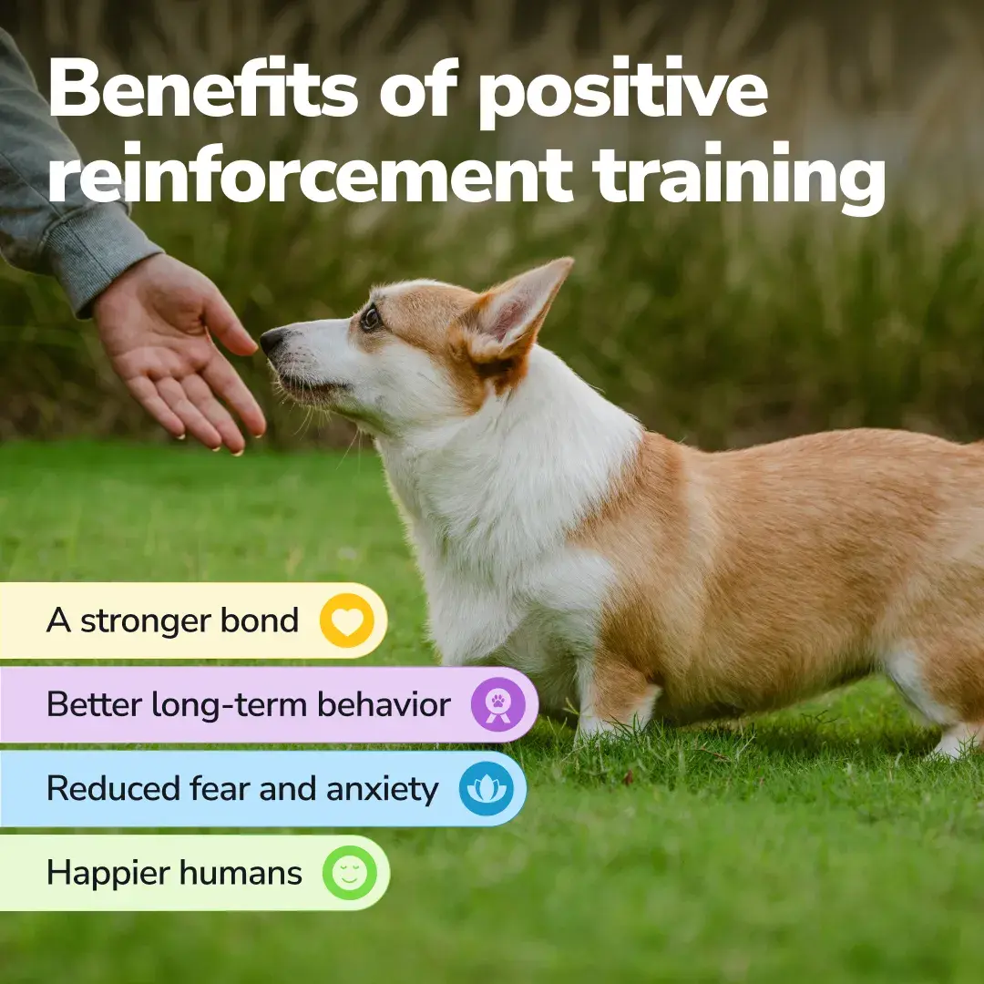A wire-haired Dachshund wearing a red harness walking in a "heel" position and looking up attentively at its owner during an outdoor obedience training session.