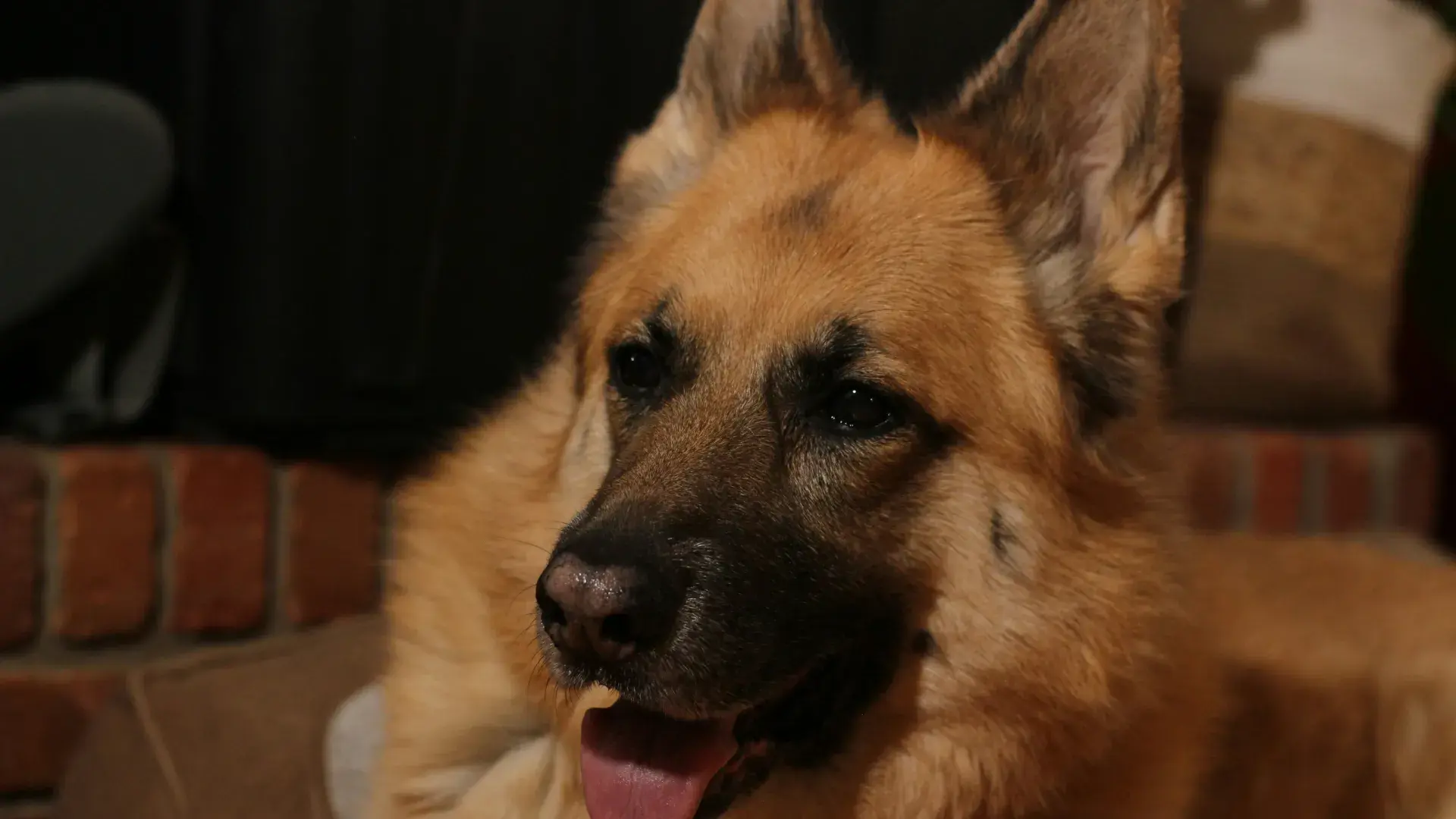 A majestic German Shepherd sitting in a tactical vest, illustrating the specialized training and roles of versatile K9 working dogs.