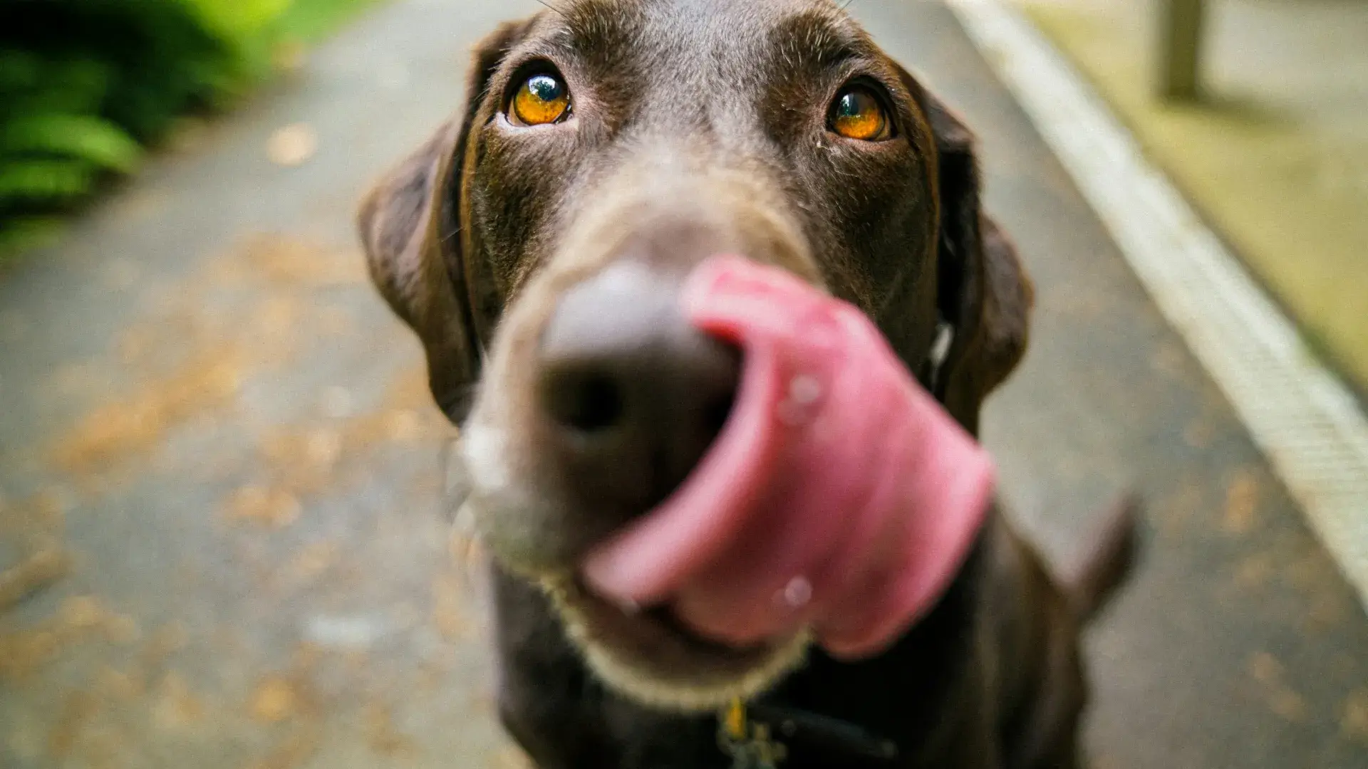 A dog is captured in the middle of chewing a strawberry, with juices visible on its snout. The bright lighting and close-up focus highlight the texture of the fruit and the dog's enjoyment.