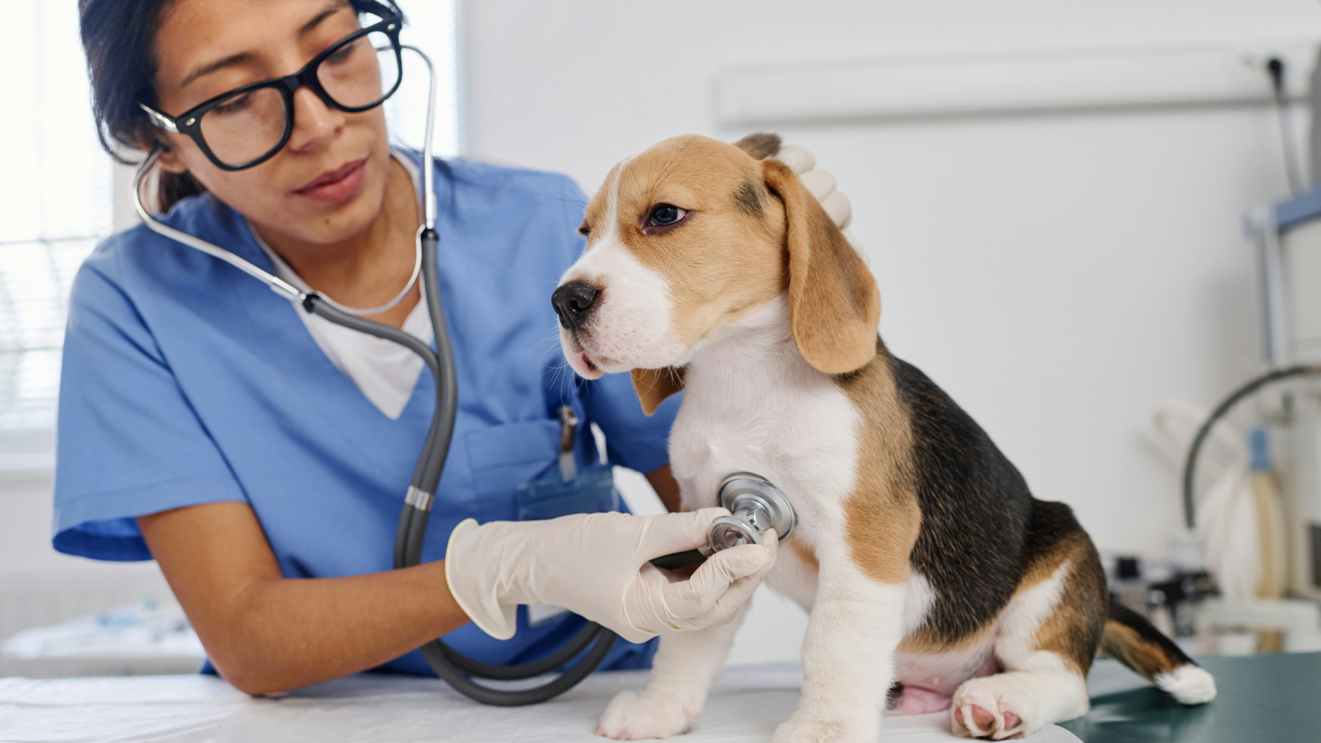 Female veterinarian in blue scrubs using a stethoscope to examine a Beagle puppy during a health checkup.