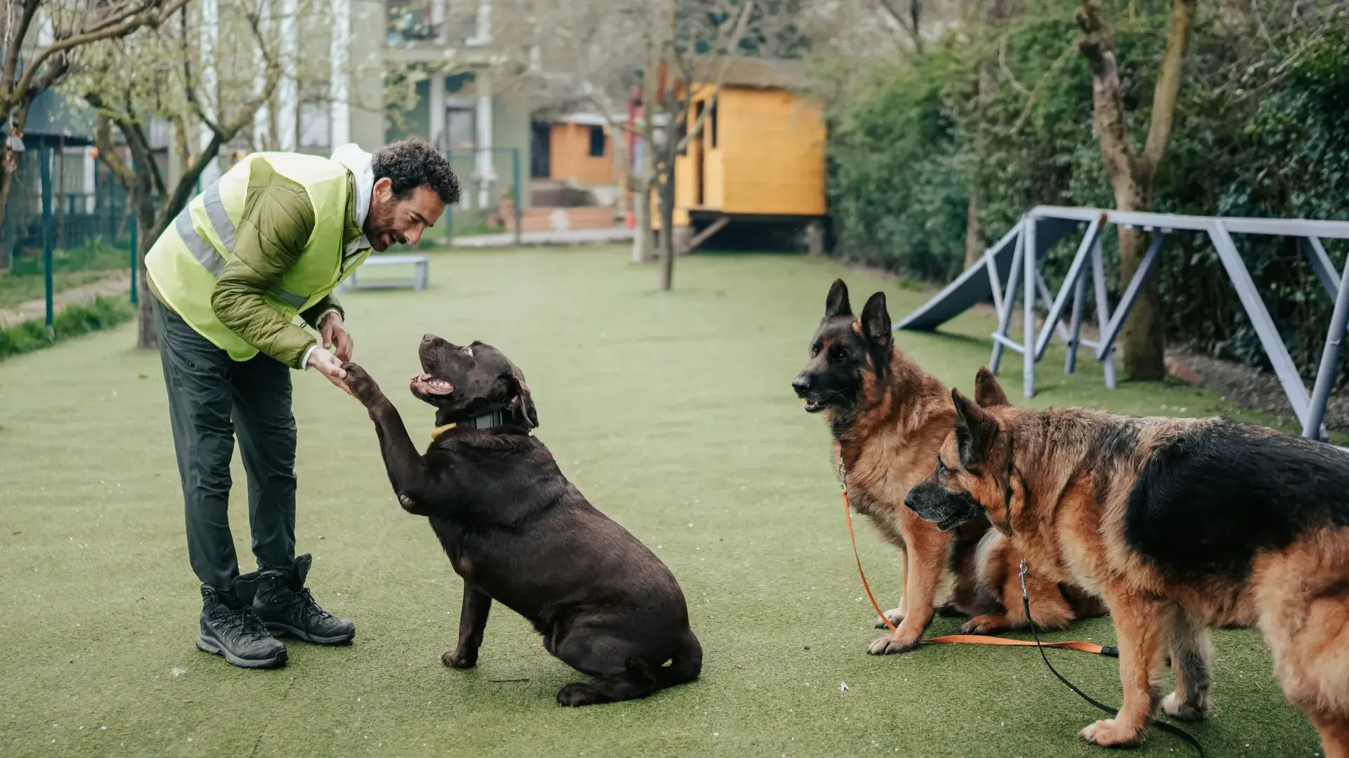 A professional dog trainer in a safety vest interacts with a chocolate Labrador Retriever performing the "paw" command. Two German Shepherds sit patiently on leashes nearby at an outdoor training facility with agility equipment in the background.