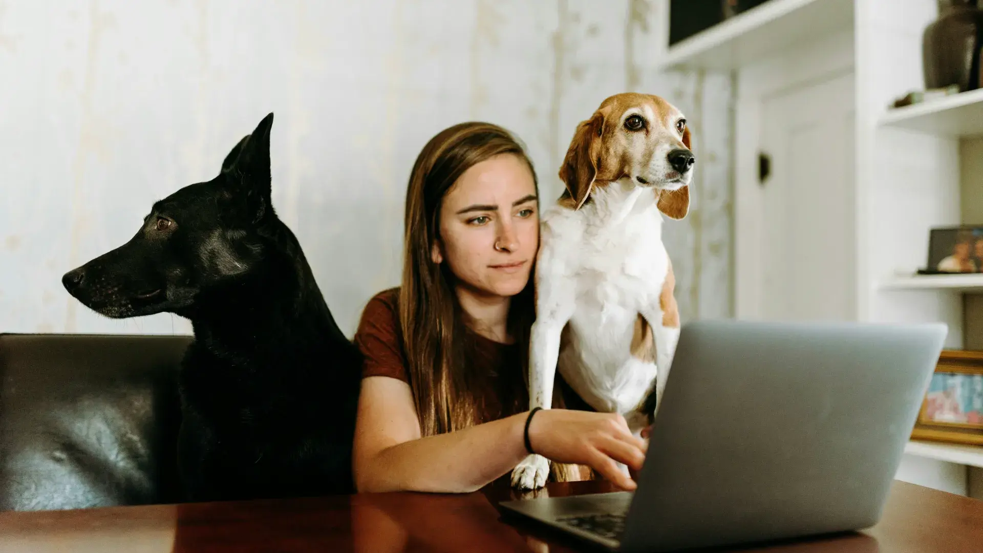 A small, attentive white dog looking up at its owner’s legs on a wooden floor, illustrating the common "Velcro dog" behavior and canine companionship in the home.