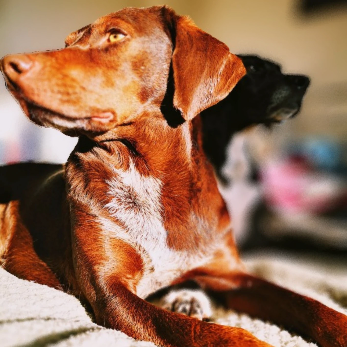 Overseas-Cypriot-street-dogs-suffering