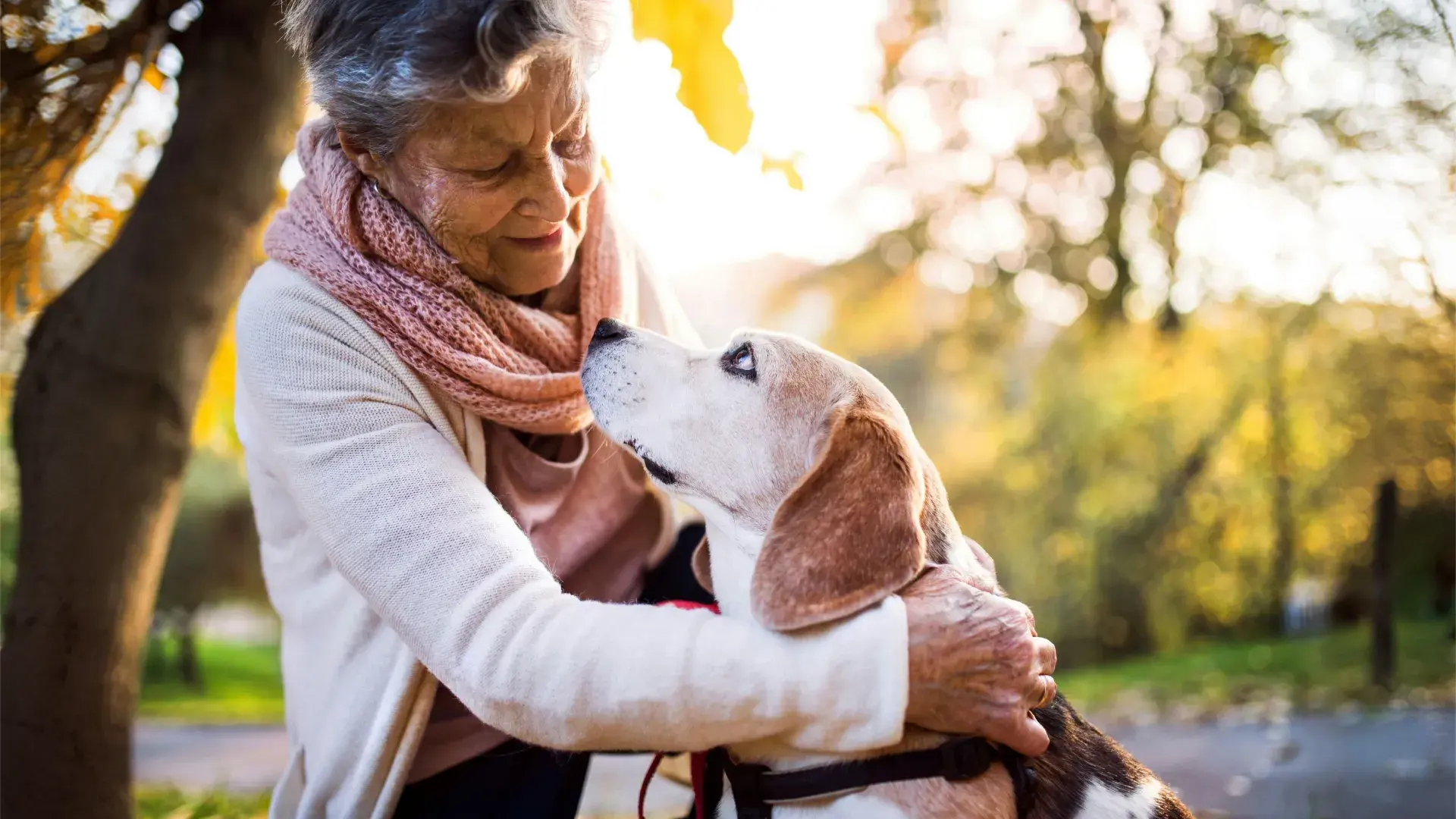 A senior owner walking his older dog on a leash through a sunlit forest. Consistent, low-impact exercise like walking is essential for keeping senior dogs mentally sharp and physically healthy during training.