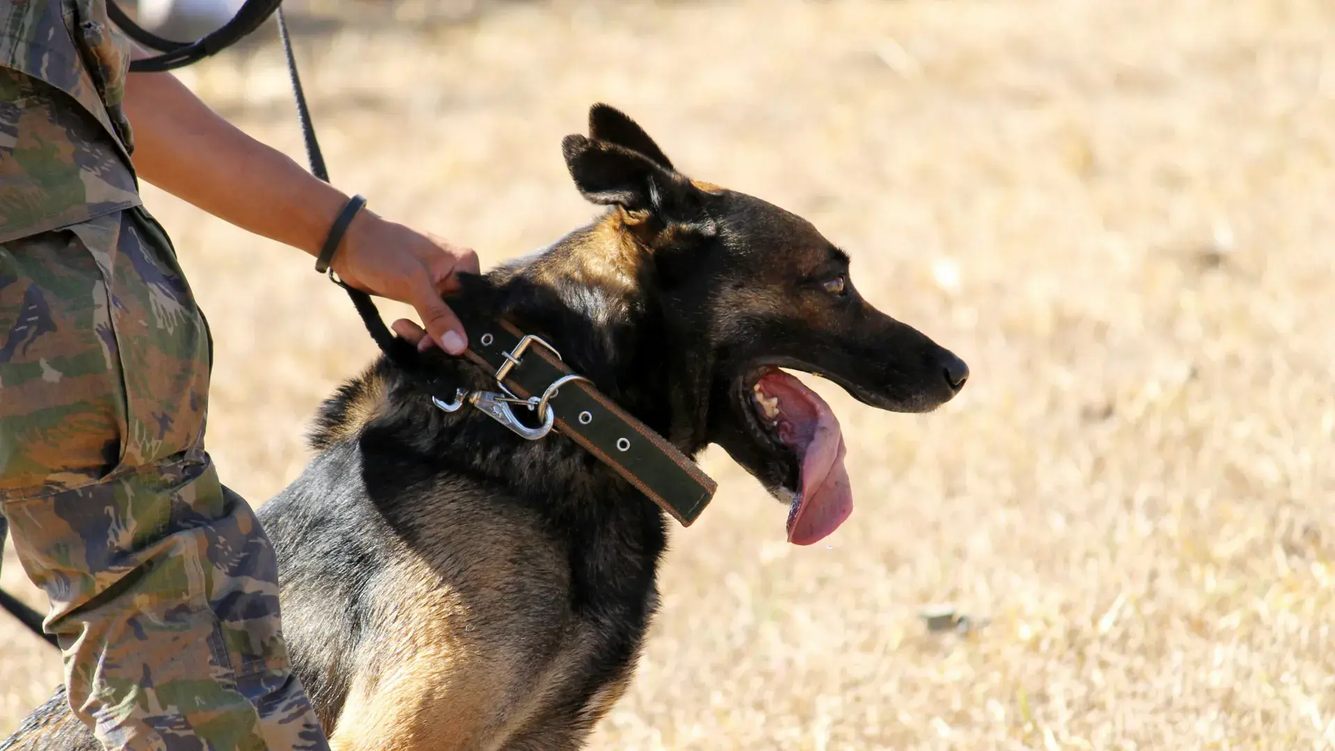 A close-up profile of a working K9 dog, likely a Belgian Malinois, panting with its tongue out. The dog is wearing a heavy-duty tactical collar and is being held by a handler dressed in camouflage military-style fatigues, illustrating K9 roles and service dog temperament.