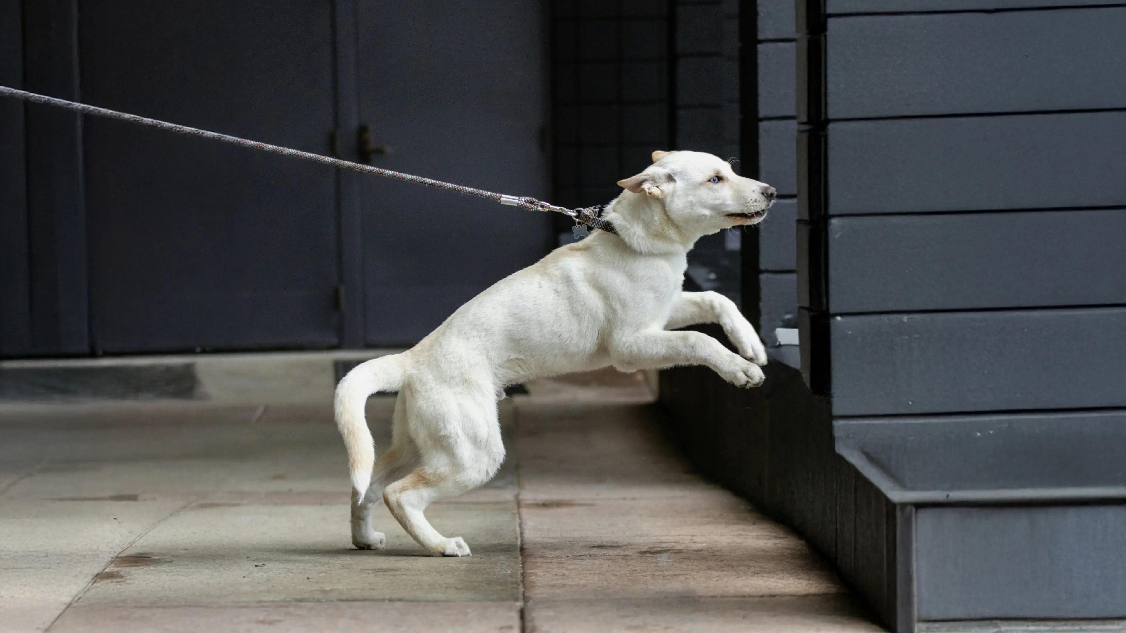 A beagle sits on a leaf-covered path holding its leash in its mouth, looking up as if waiting to go for a walk.