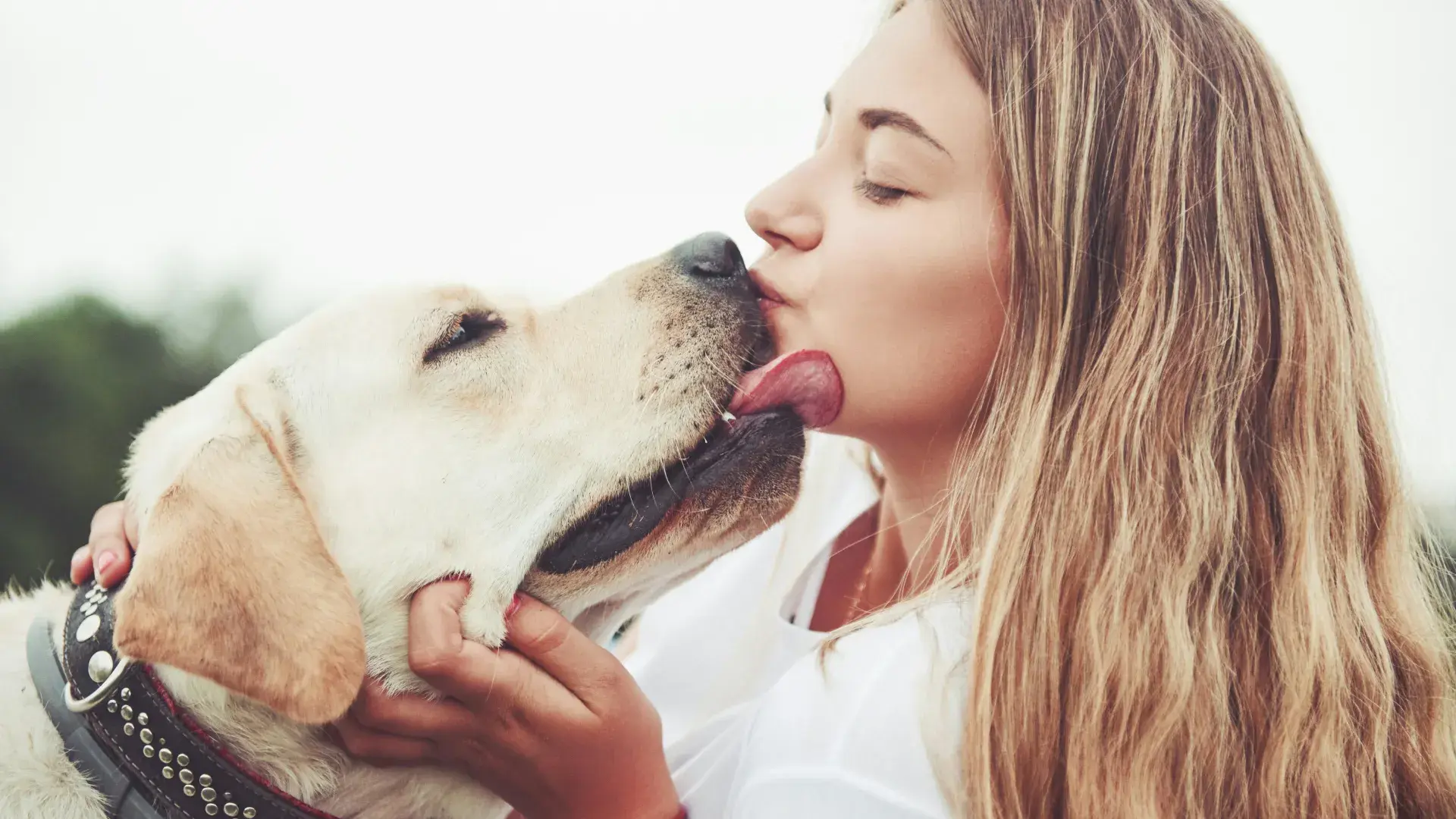A light yellow Labrador Retriever licking a woman’s face, illustrating affectionate dog body language and the bond between a pet and its owner.