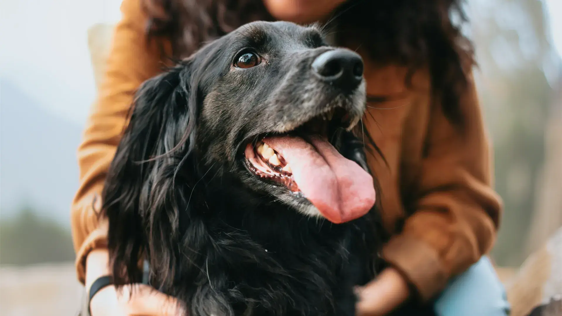 A joyful black dog with its tongue lolling out looks up with bright eyes while being held by its owner. The shallow depth of field keeps the focus entirely on the dog's happy expression.