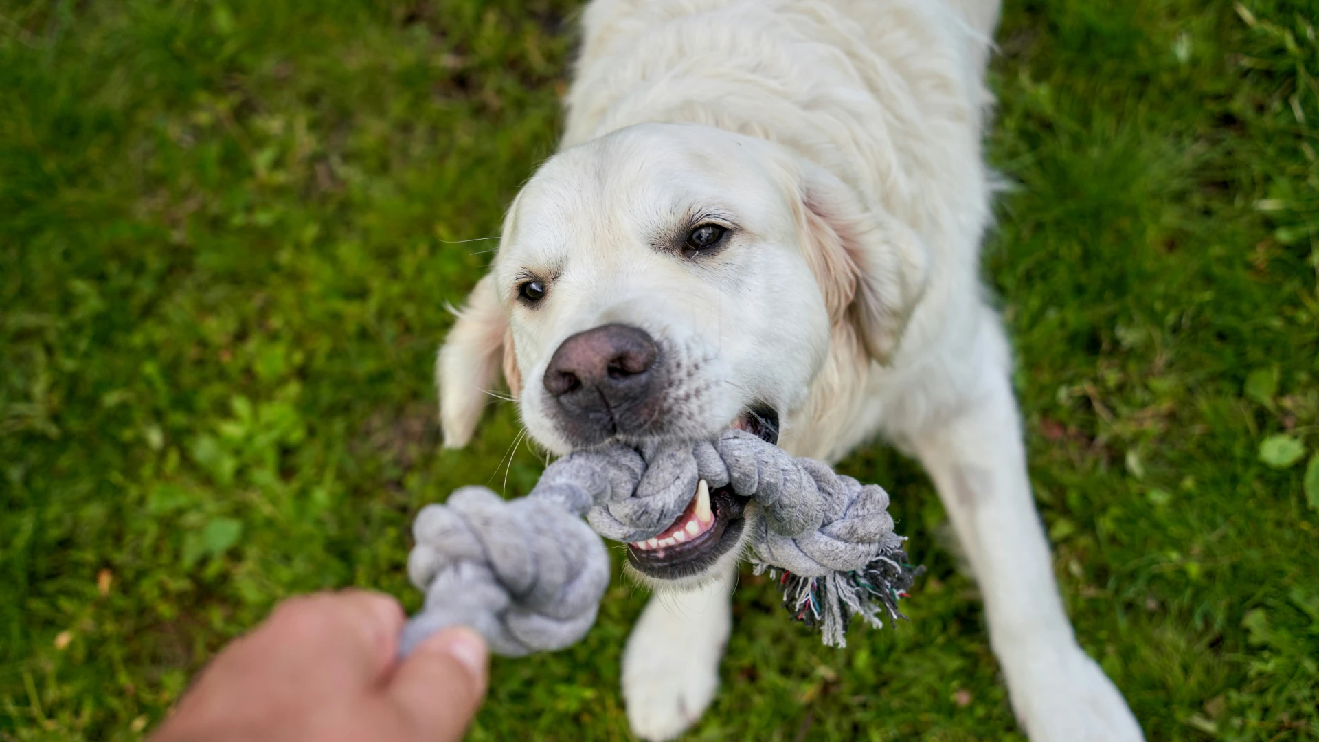 How to Bond With Your Dog?
