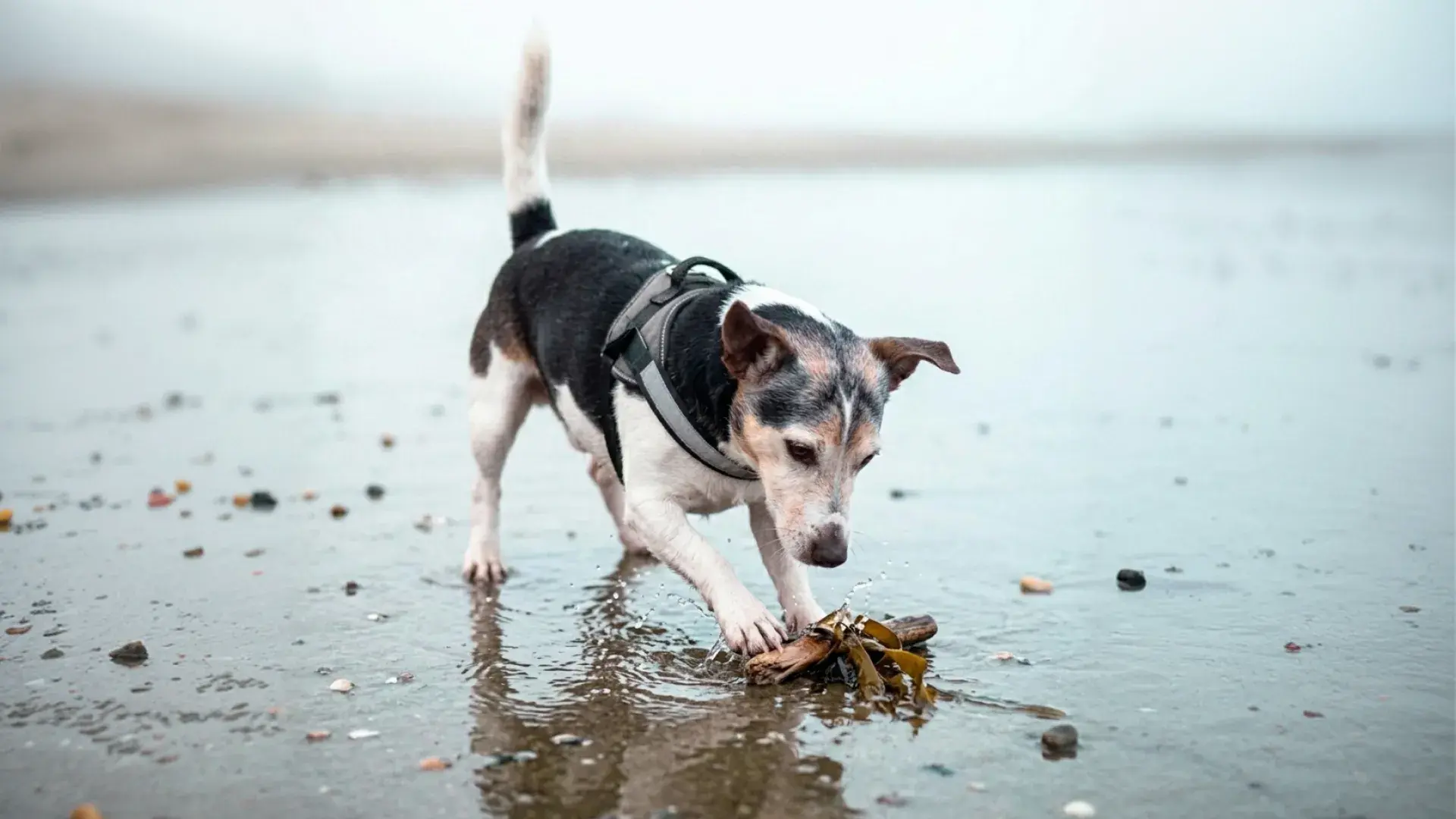 Senior dog on a beach playfully sniffing and investigating a piece of driftwood and seaweed in the sand.