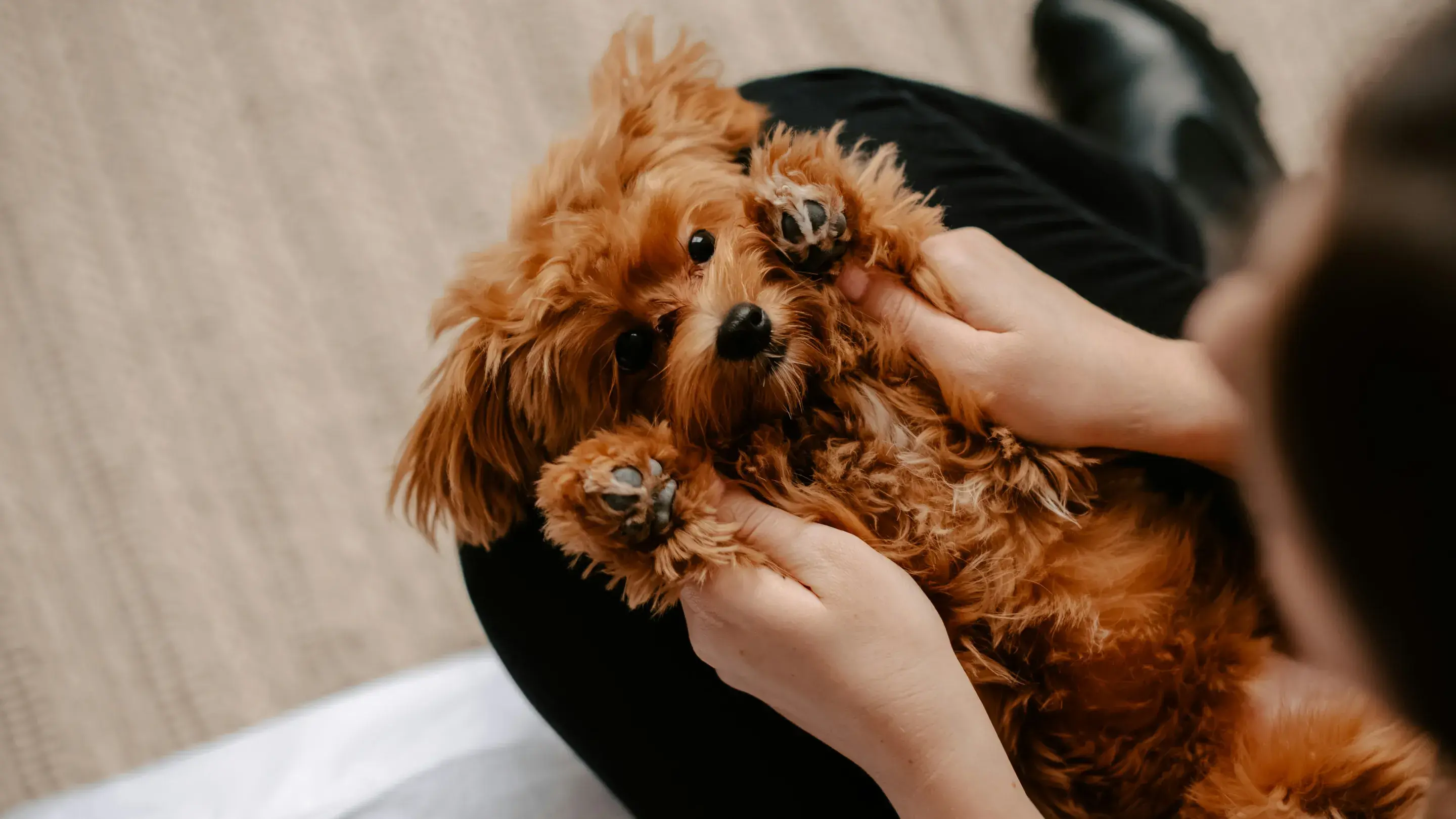 A designated puppy station featuring a comfortable bed, food bowls, and a containment gate, showing how to set up a consistent environment for a new dog.
