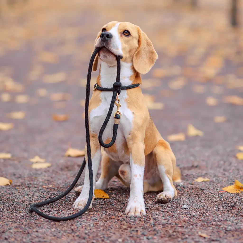 A beagle sits on a leaf-covered path holding its leash in its mouth, looking up as if waiting to go for a walk.