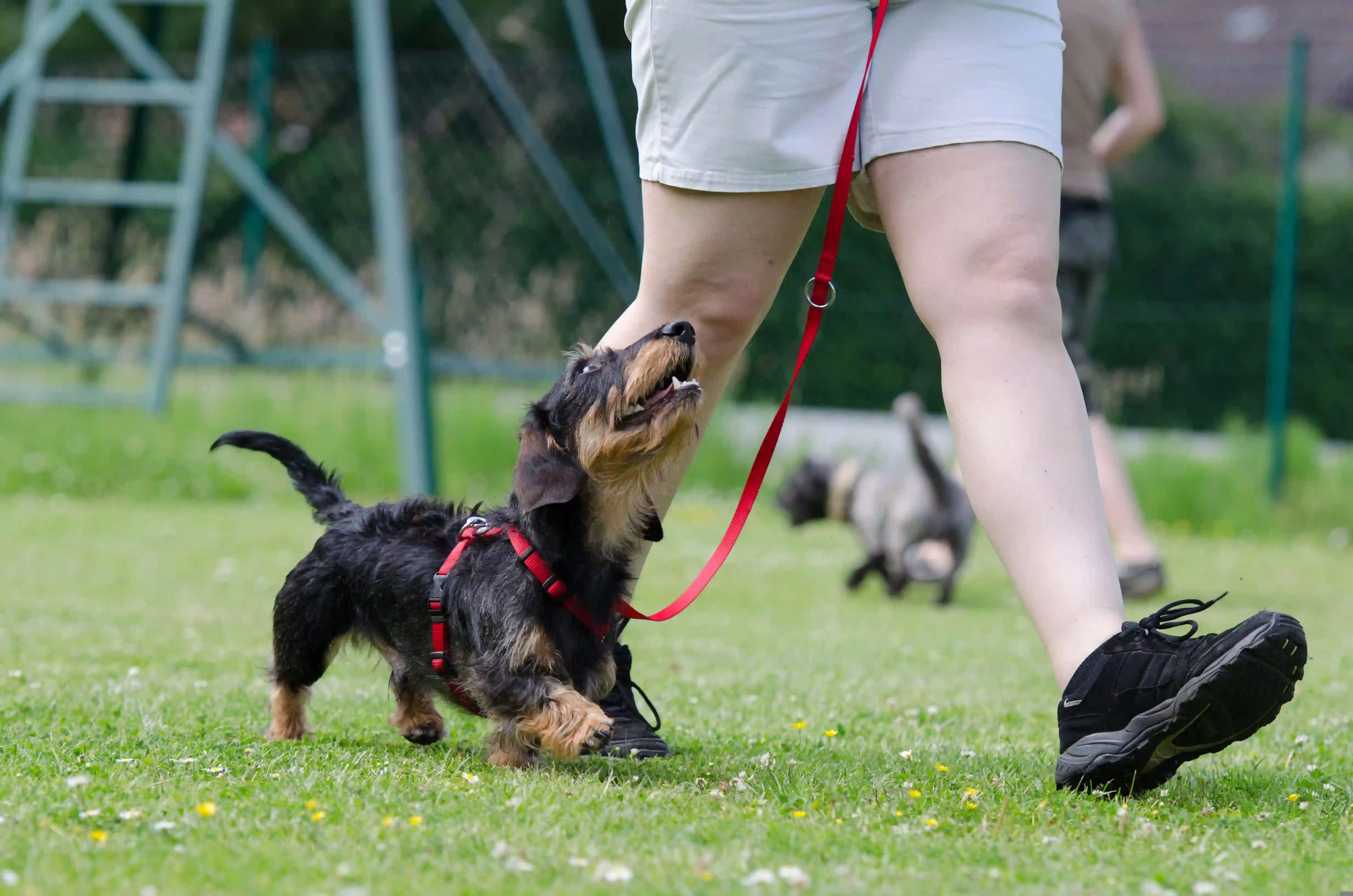 Segnali di allarme da tenere d’occhio: come riconoscere gli addestratori di cani non qualificati 