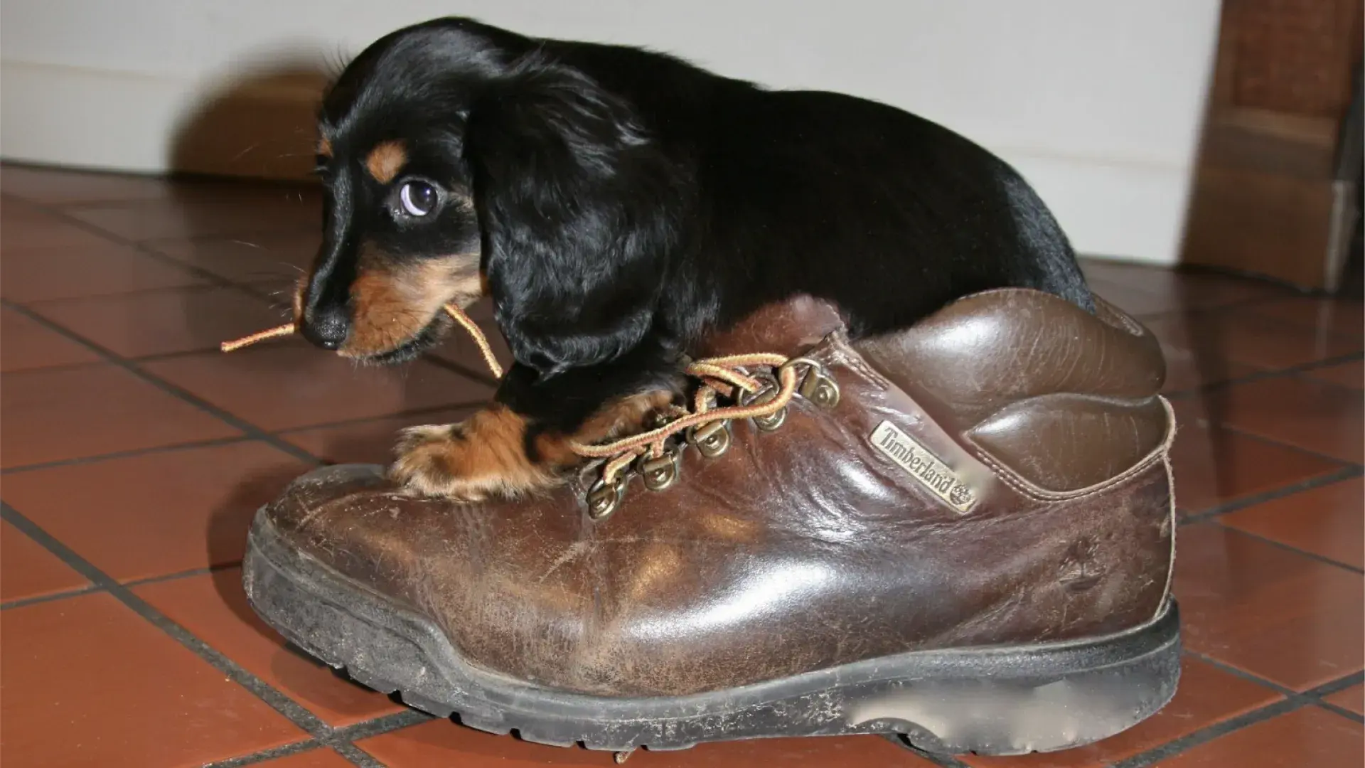 An illustrated graphic titled 'PUPPY BEHAVIOR PROBLEMS' with the subtitle '4 Common Issues', featuring a cartoon Beagle puppy.