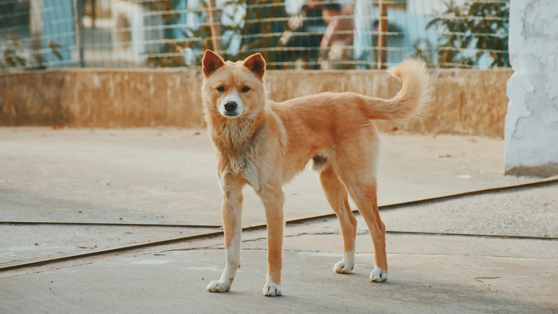 An alert Beagle with its tail held high and straight up, showcasing the "flagging" position used to signal high arousal or dominance in dog body language.