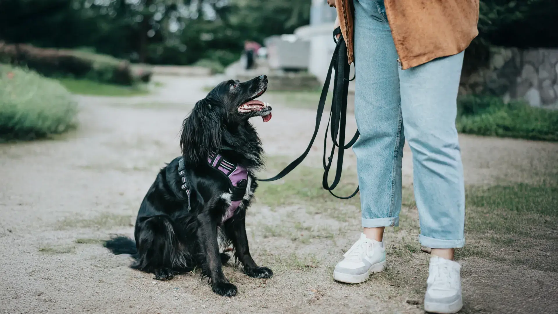 A black dog in a purple harness sitting and looking up at its owner during a walk, demonstrating focus and leash training.
