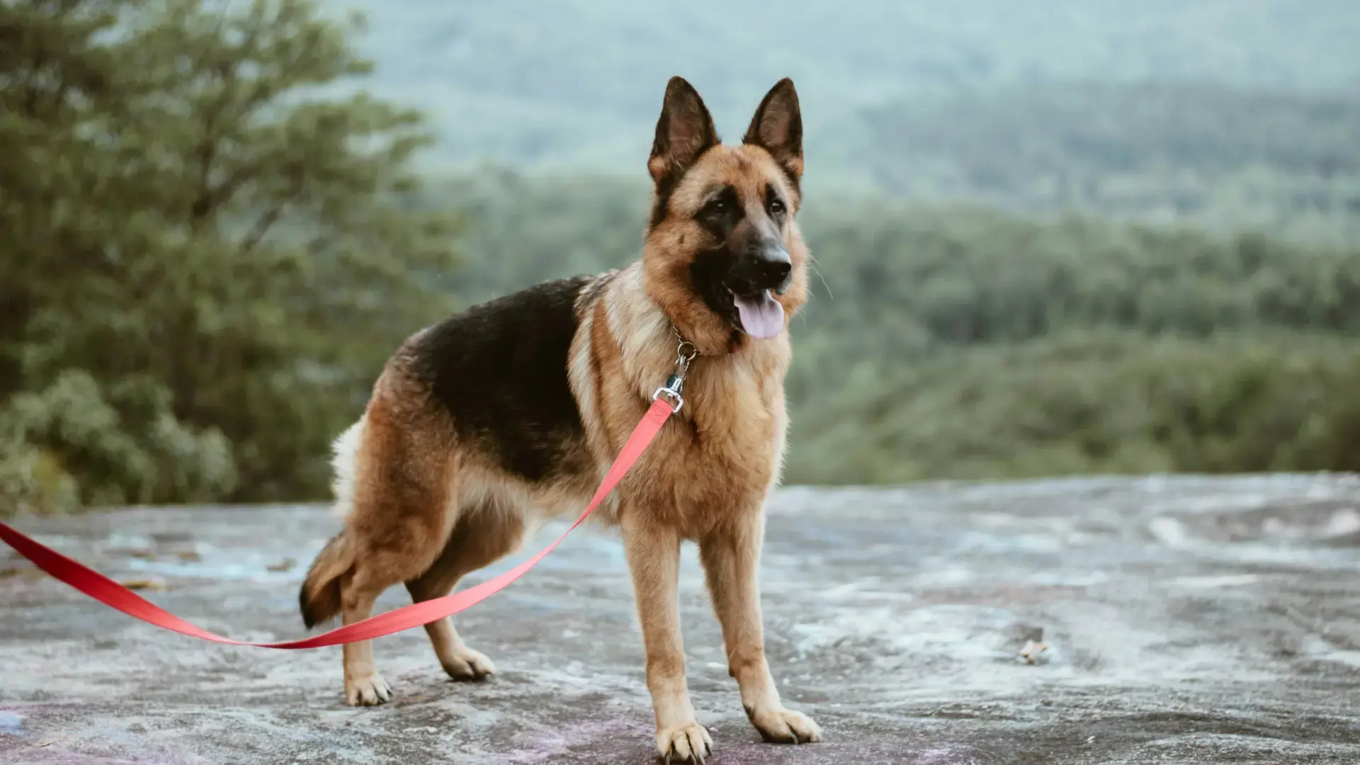 German shepherd