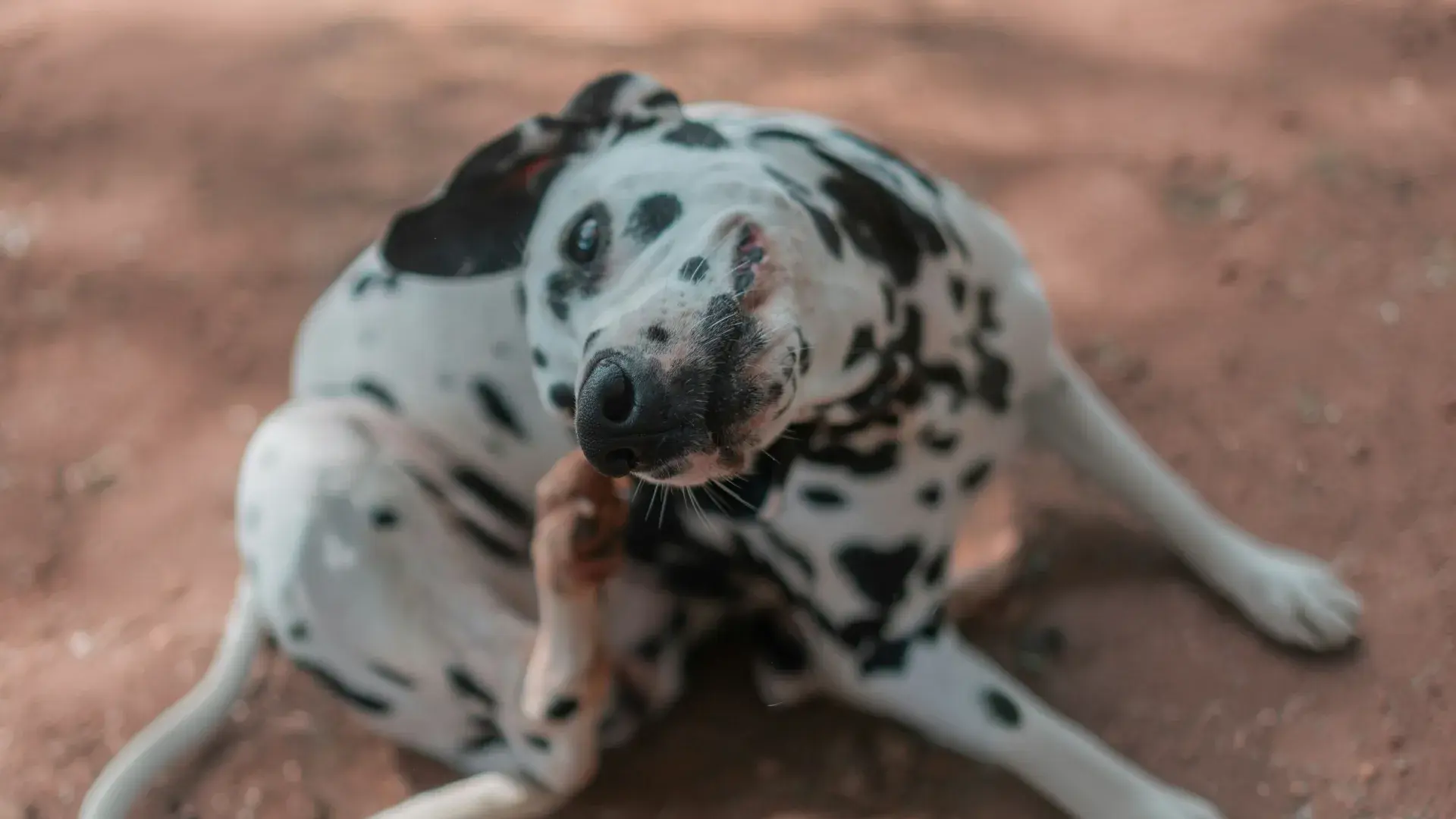 An over-the-shoulder shot of a veterinarian or pet owner using tweezers to inspect a dog's fur for different types of ticks. The blue gloves signify a hygienic and safe medical examination of the pet.
