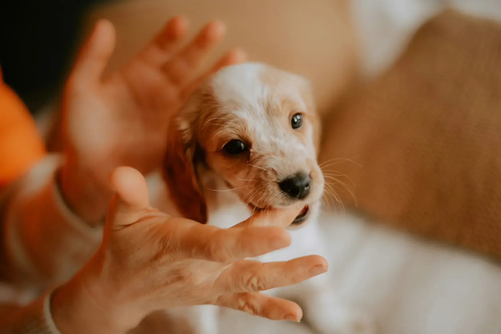 A puppy playfully biting a person's finger, showing a common behavior challenge for new dog owners that requires redirection.
