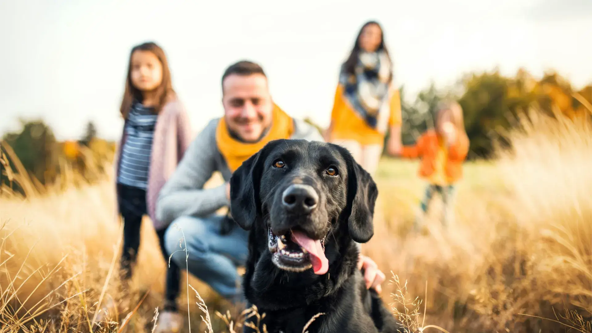 Un gran perro Boyero de Berna está acostado sobre el pasto con juguetes cerca, sonriendo mientras los niños juegan al fondo.