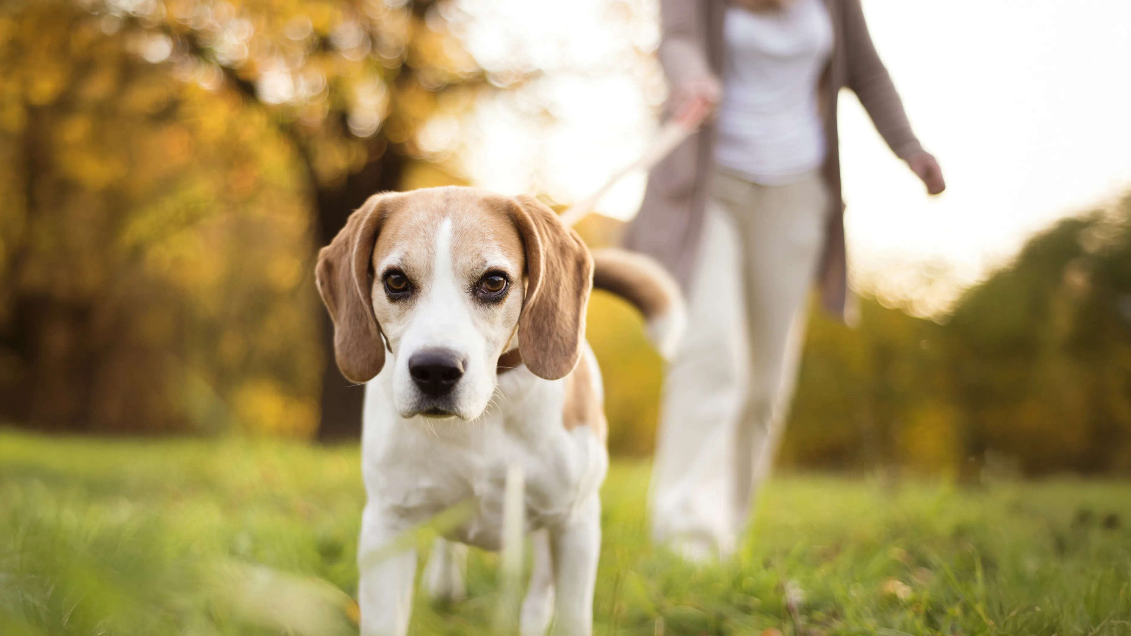 A fluffy cream-colored poodle sits on the grass while a person in sneakers and striped sleeves gently guides it with a leash during training.
