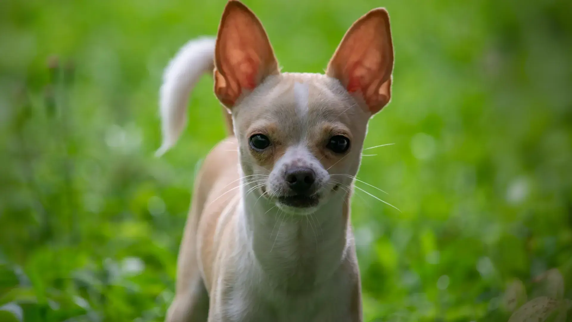 A close-up portrait of a tan and white short-haired Chihuahua standing in a grassy field. The dog has large, upright ears and alert dark eyes, perfectly representing popular small dog breeds in a natural outdoor setting.