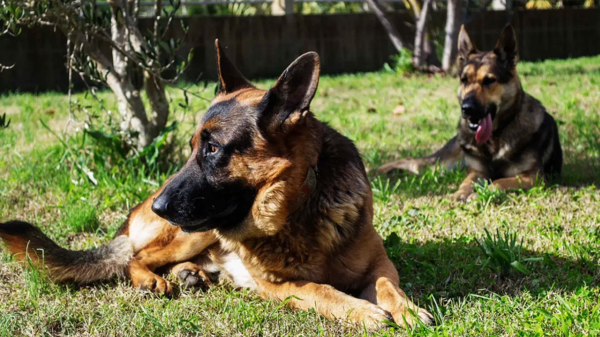 training.jpg	An alert German Shepherd wearing a professional black tactical K9 harness sitting in a grassy park, demonstrating the focus required for working dog roles.