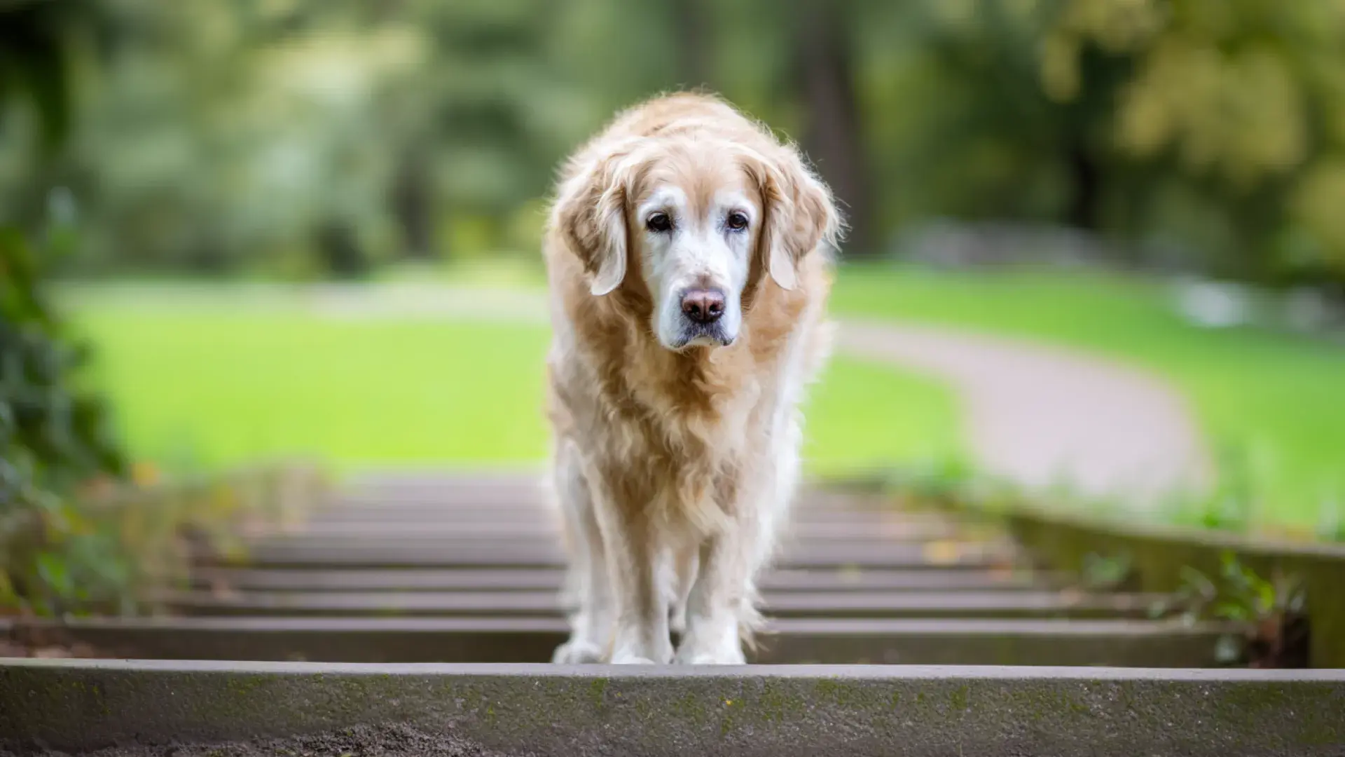 A senior Golden Retriever standing at the top of wooden stairs, illustrating the need for mobility support in aging dogs.