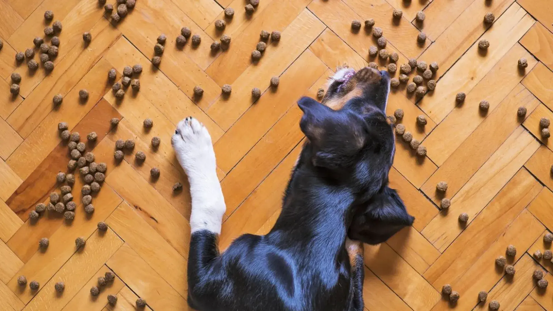 dog eating scattered kibble on floor