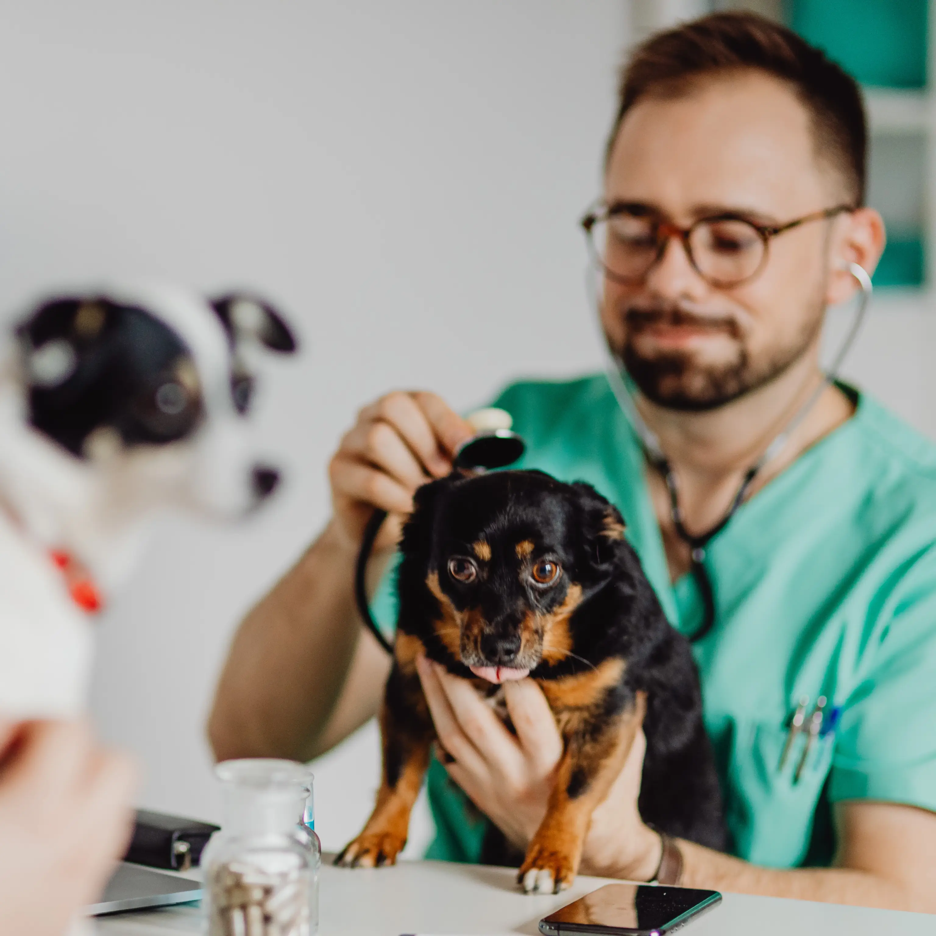 A veterinarian in green scrubs uses a stethoscope to examine a small black and tan dog on a table, while another dog waits in the foreground.
