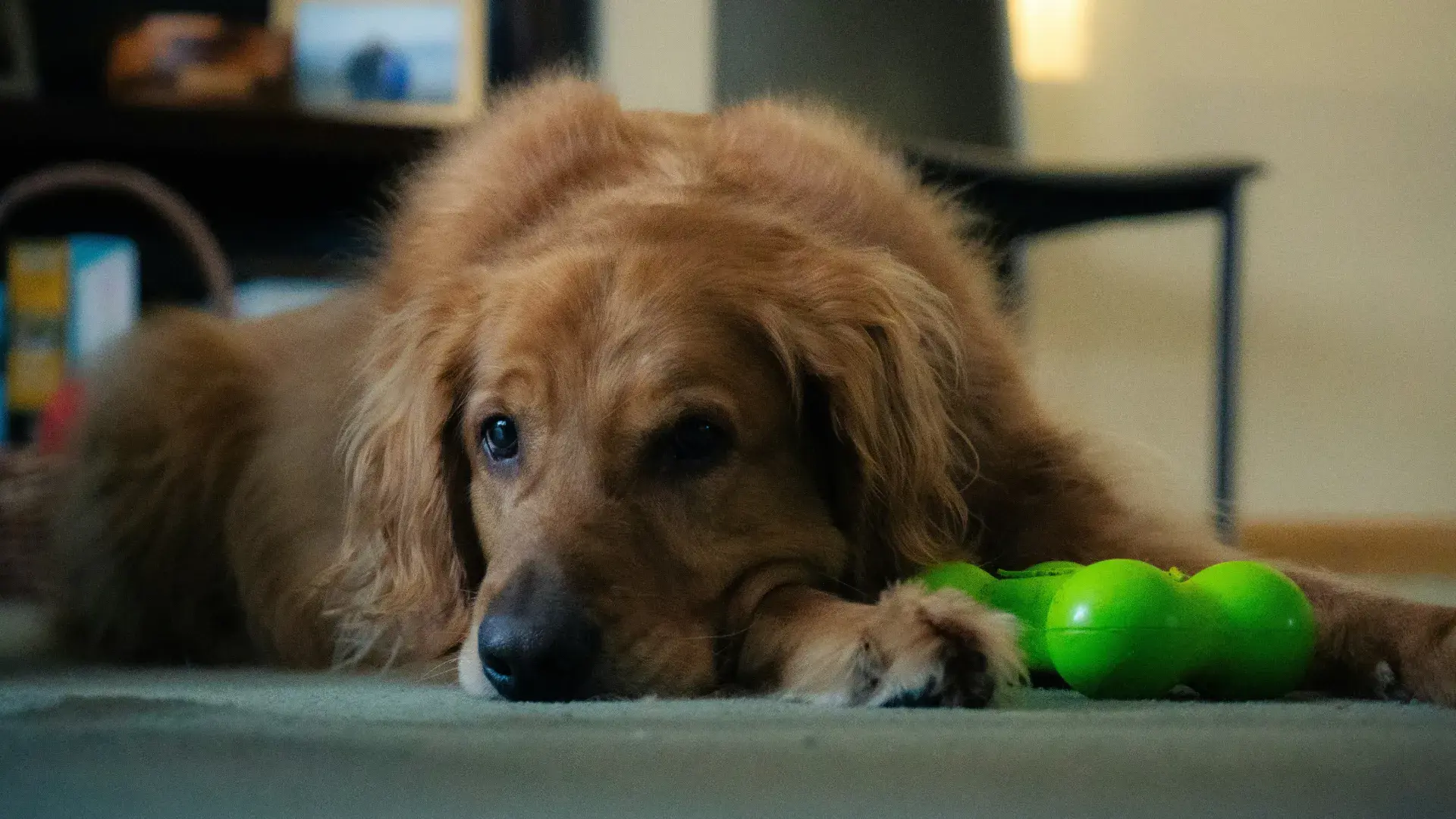 A sad Golden Retriever lying on the floor next to a green toy, illustrating signs of canine separation anxiety.