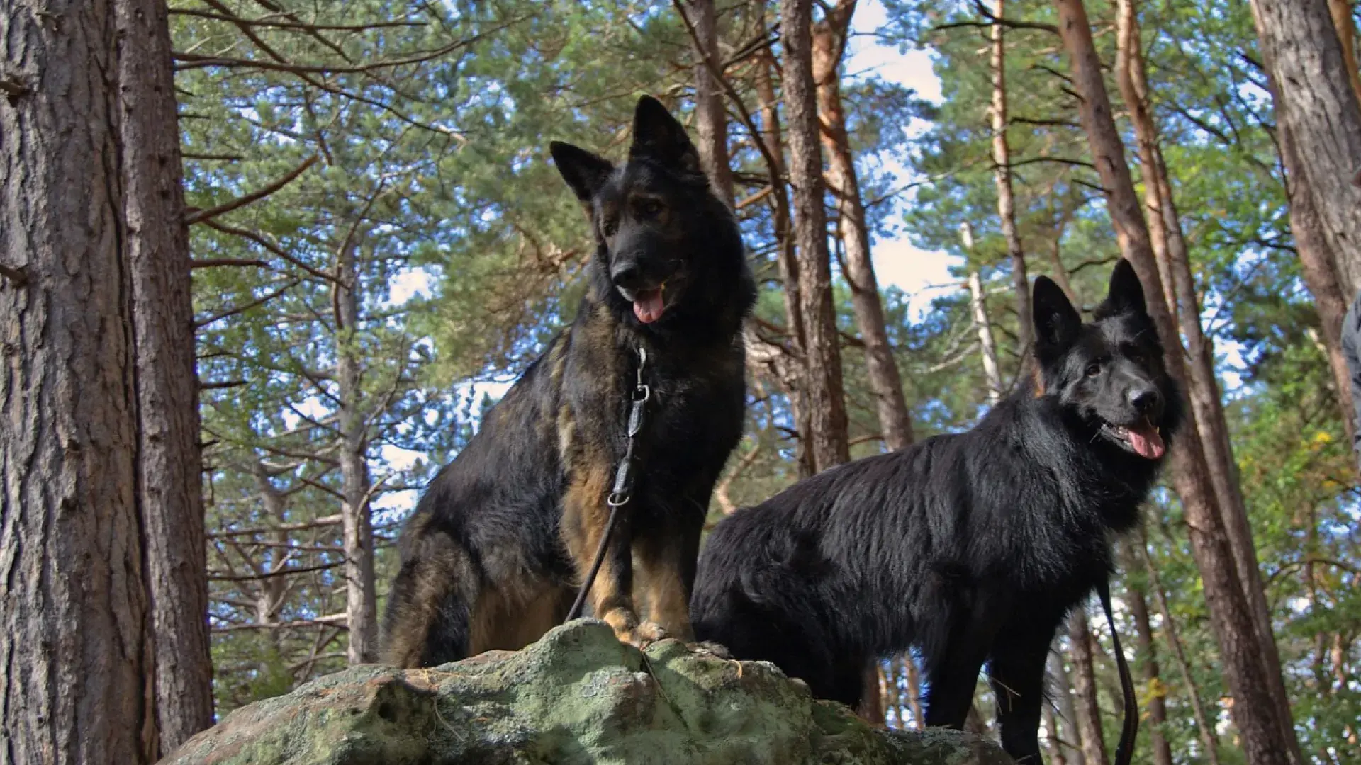 A majestic and alert German Shepherd standing in a grassy field wearing a black tactical working dog harness, illustrating the strength and focus required for K9 roles and professional training.