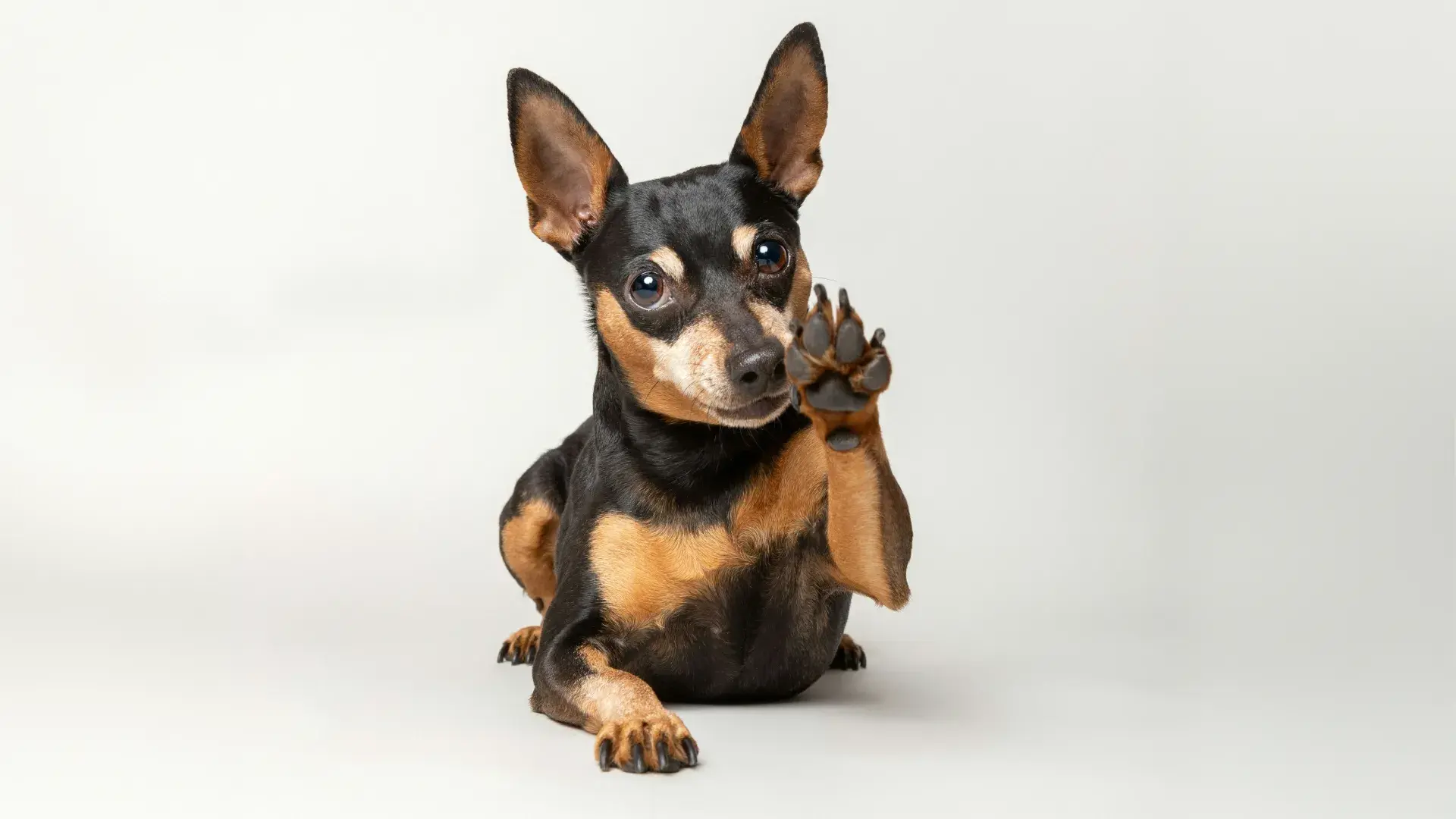 A small black and tan Miniature Pinscher lies against a white background, playfully raising one paw as if waving. Its alert expression and large ears highlight the spirited personality of small family dog breeds.