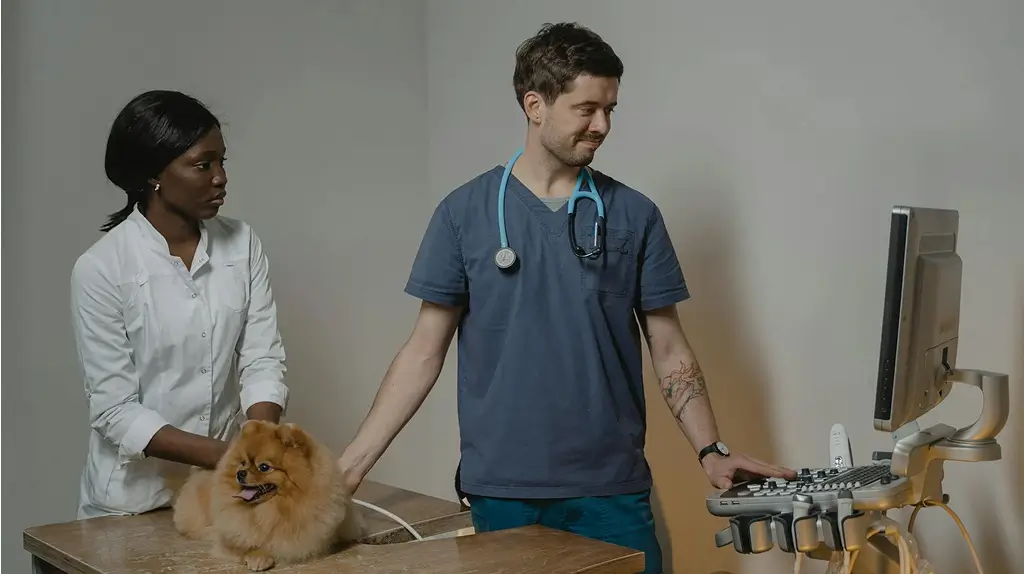 A small fluffy dog lies on a veterinary exam table while two veterinarians perform an ultrasound, one holding the dog and the other operating the machine.