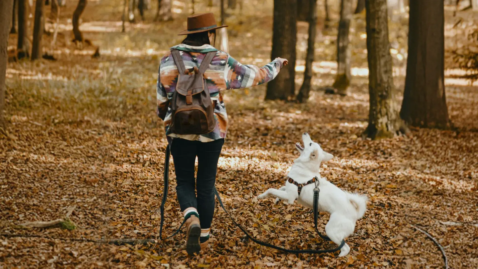 A woman viewed from behind walks through a sunlit autumn forest while her white dog jumps up playfully beside her.