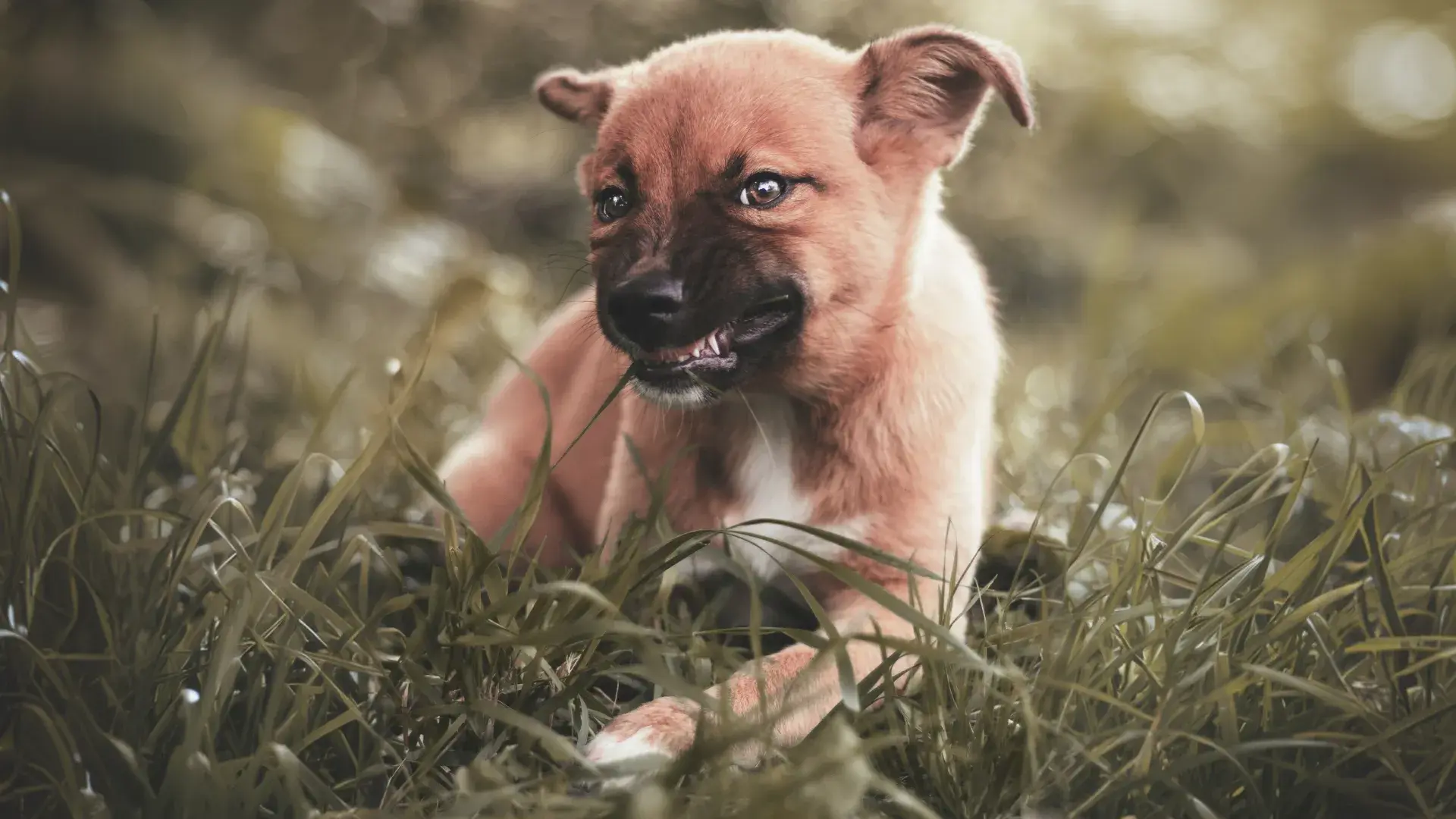 A young Beagle puppy chewing on a brown leather shoe, illustrating common puppy behavior problems like destructive chewing and the importance of providing appropriate chew toys.