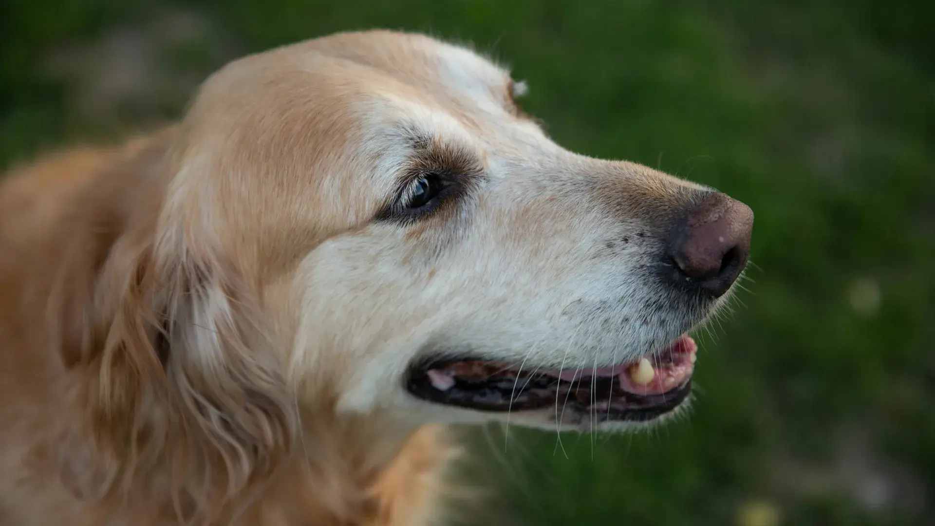 Close-up profile of a senior Golden Retriever with a grey muzzle, emphasizing the beauty of aging pets.
