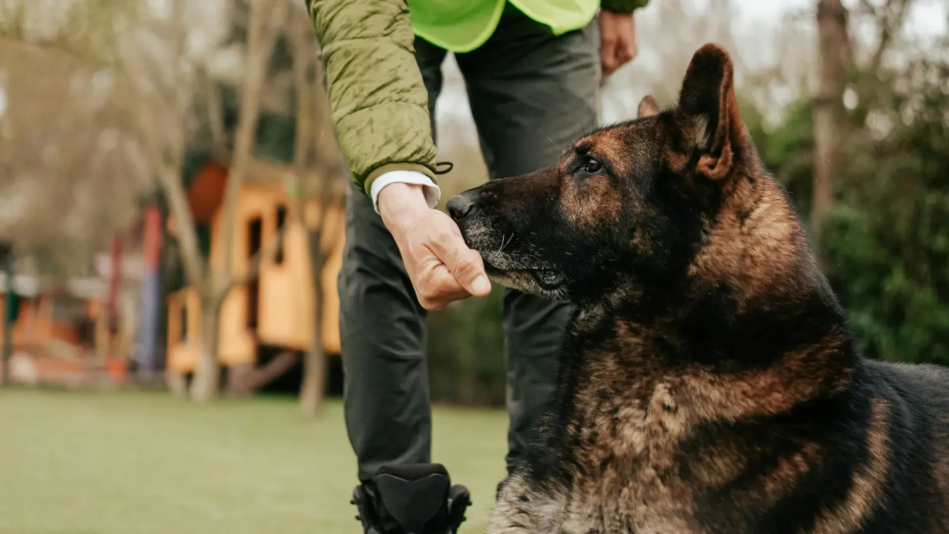 A close-up shot of a German Shepherd focusing intently on its owner's hand during a training session. The owner is dressed in outdoor gear, and the background shows a blurred green park setting, illustrating the "reward" or "lure" phase of learning dog commands.