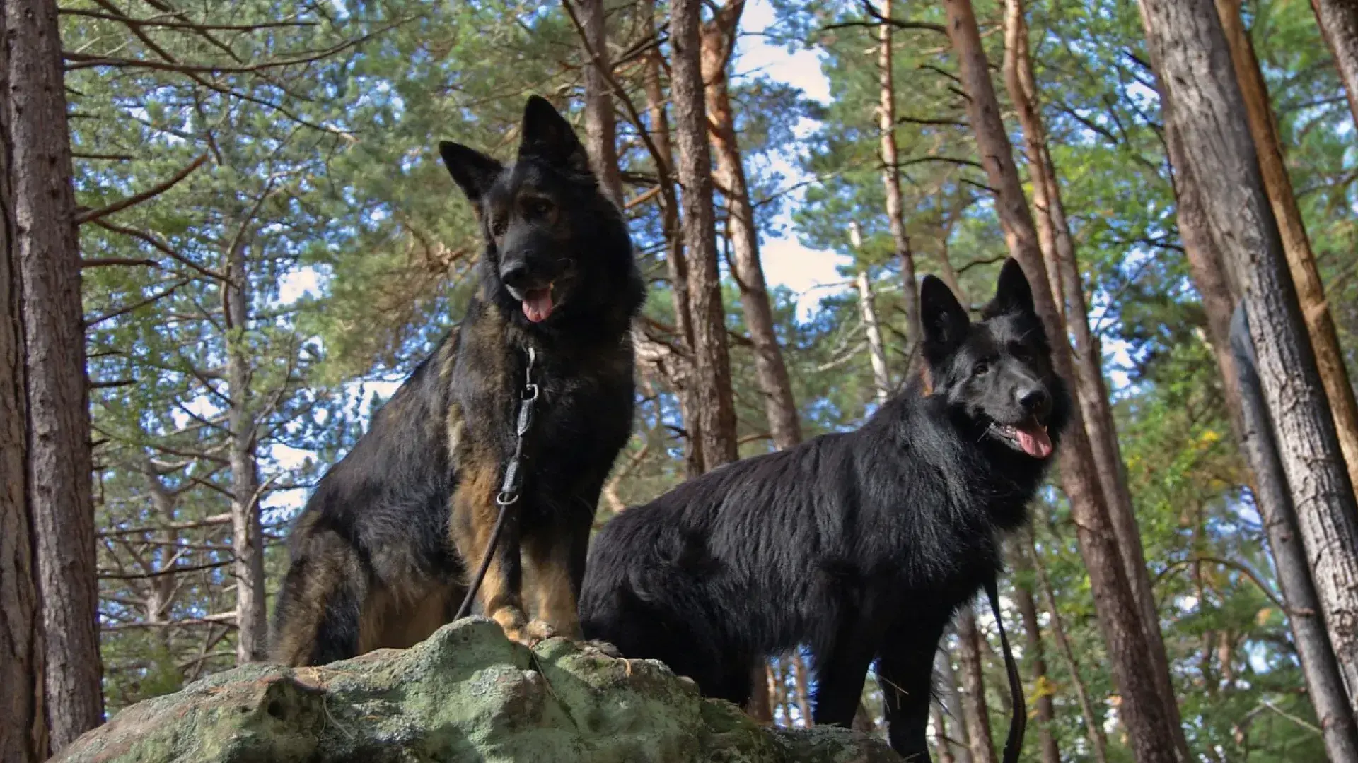 A majestic and alert German Shepherd standing in a grassy field wearing a black tactical working dog harness, illustrating the strength and focus required for K9 roles and professional training.