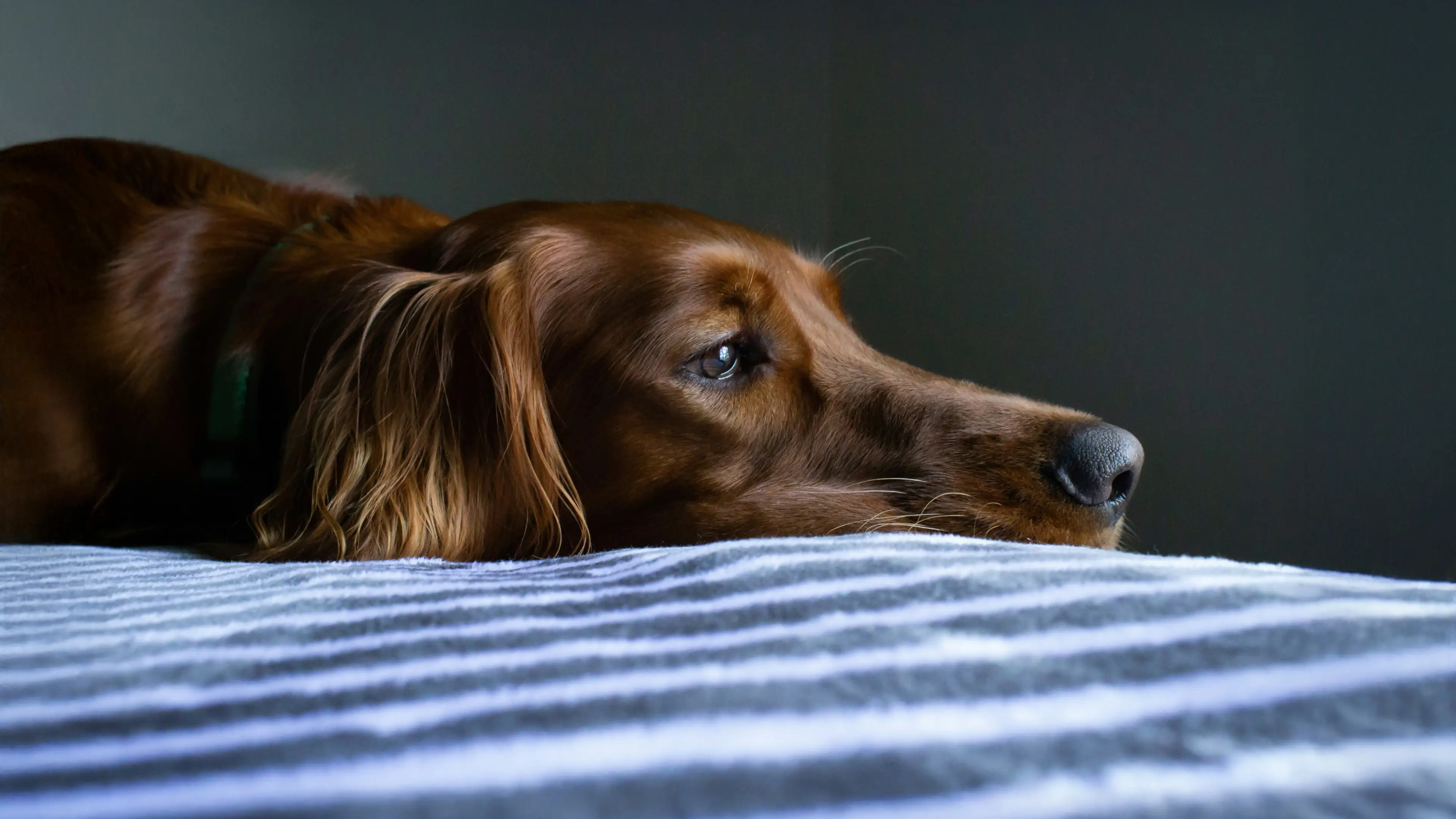 Thoughtful reddish-brown dog lying on a striped blanket, illustrating how dogs sense and regulate human emotions.