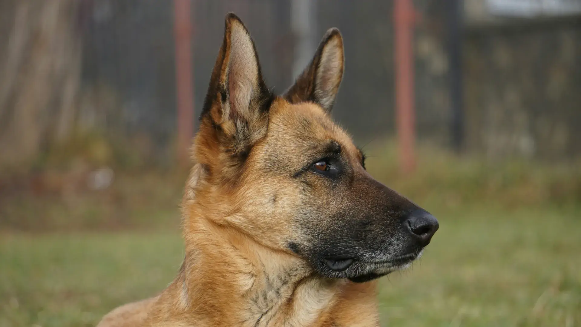 A disciplined German Shepherd in a tactical harness sitting attentively on grass, showcasing the steady temperament of top K9 breeds.