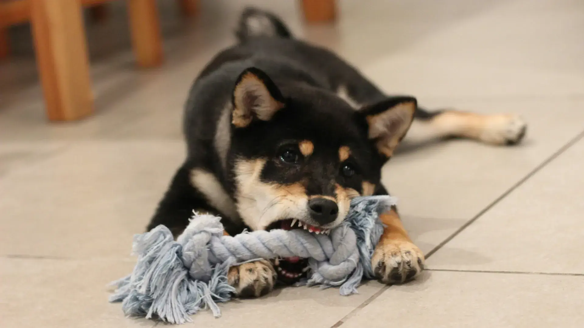 A close-up of a young golden retriever puppy sitting on a light wood floor, playfully biting and chewing on a white leather sneaker. This image perfectly illustrates common puppy behavior problems like destructive chewing and teething issues.