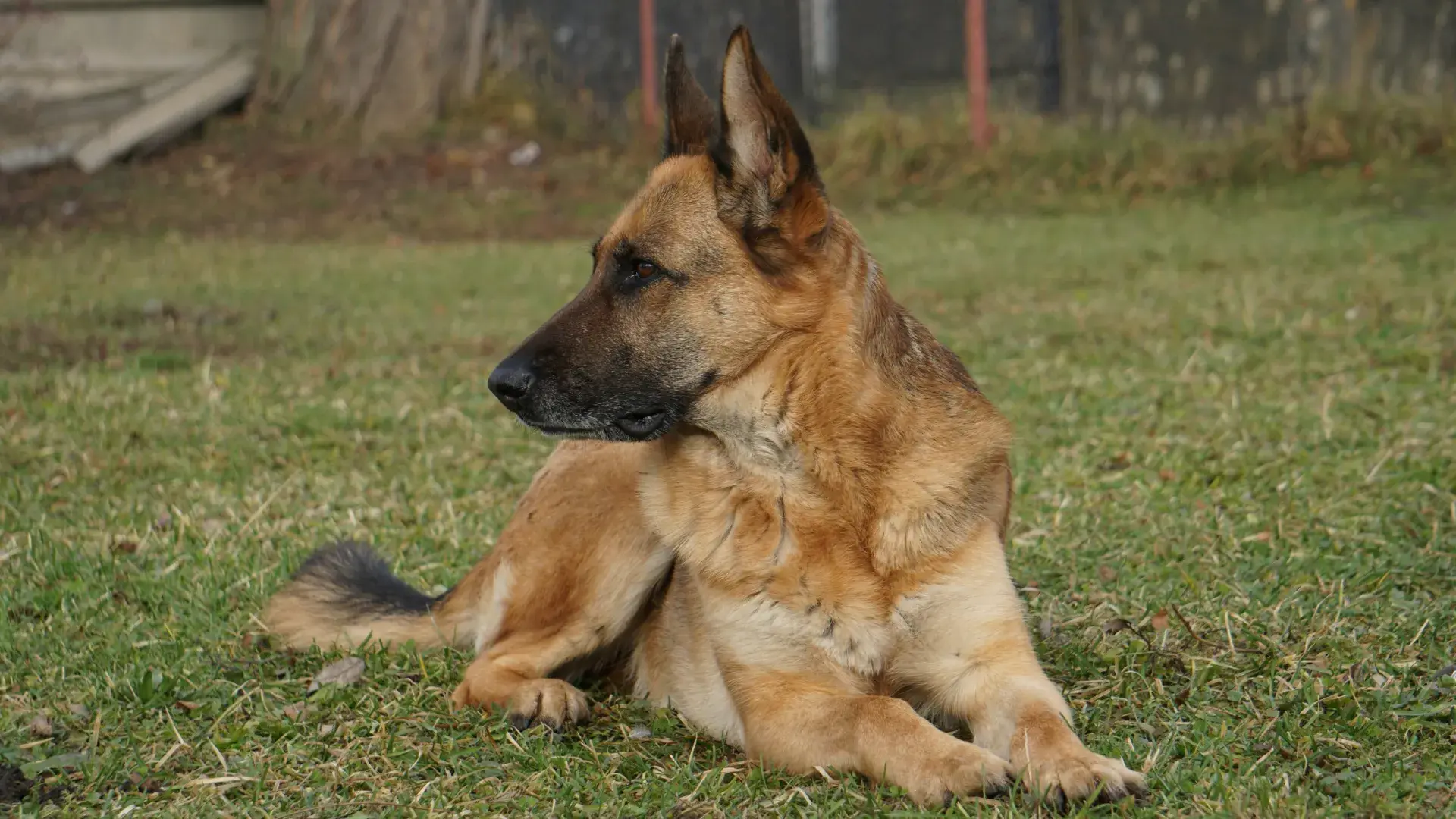A focused K9 German Shepherd in a working harness, representing high-performance breeds used in professional security and police roles.